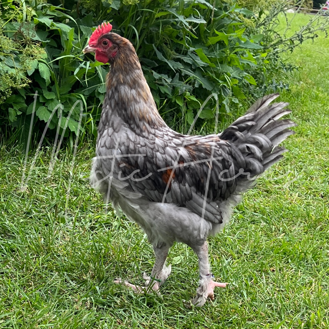 MisticAcresBlueCopperMaransrooster3.png