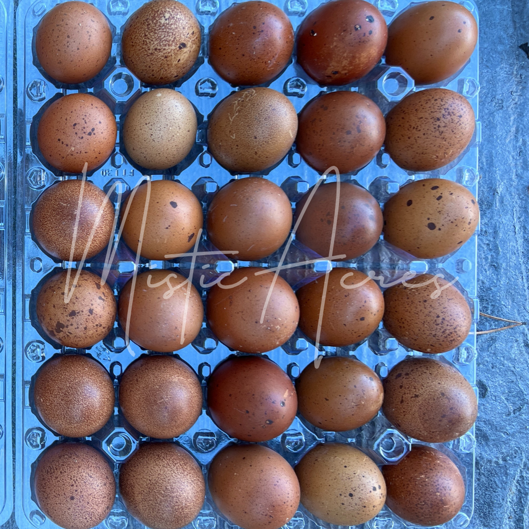 MisticAcreseggsBlackCopperMaransSpeckledFlat.png