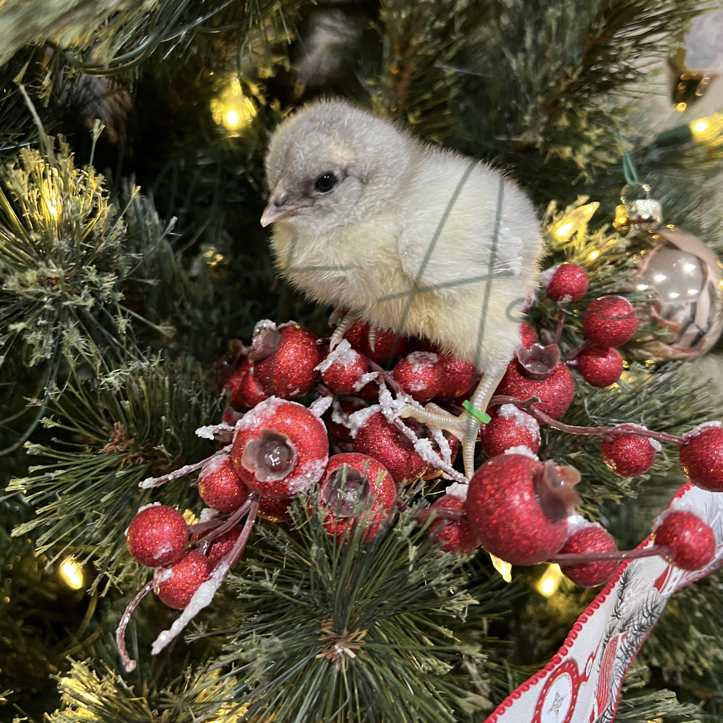 MIsticAcresSplashChristmasChick.jpeg