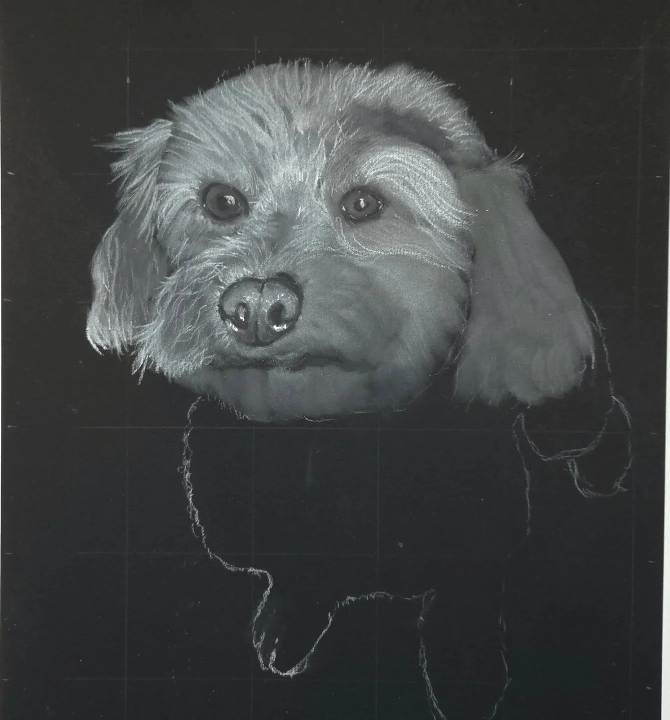 She's at a weird stage in the drawing but here is a cute progress shot of Eden! 

#dogart #nzartist #petportrait #puppyart #charcoaldrawing