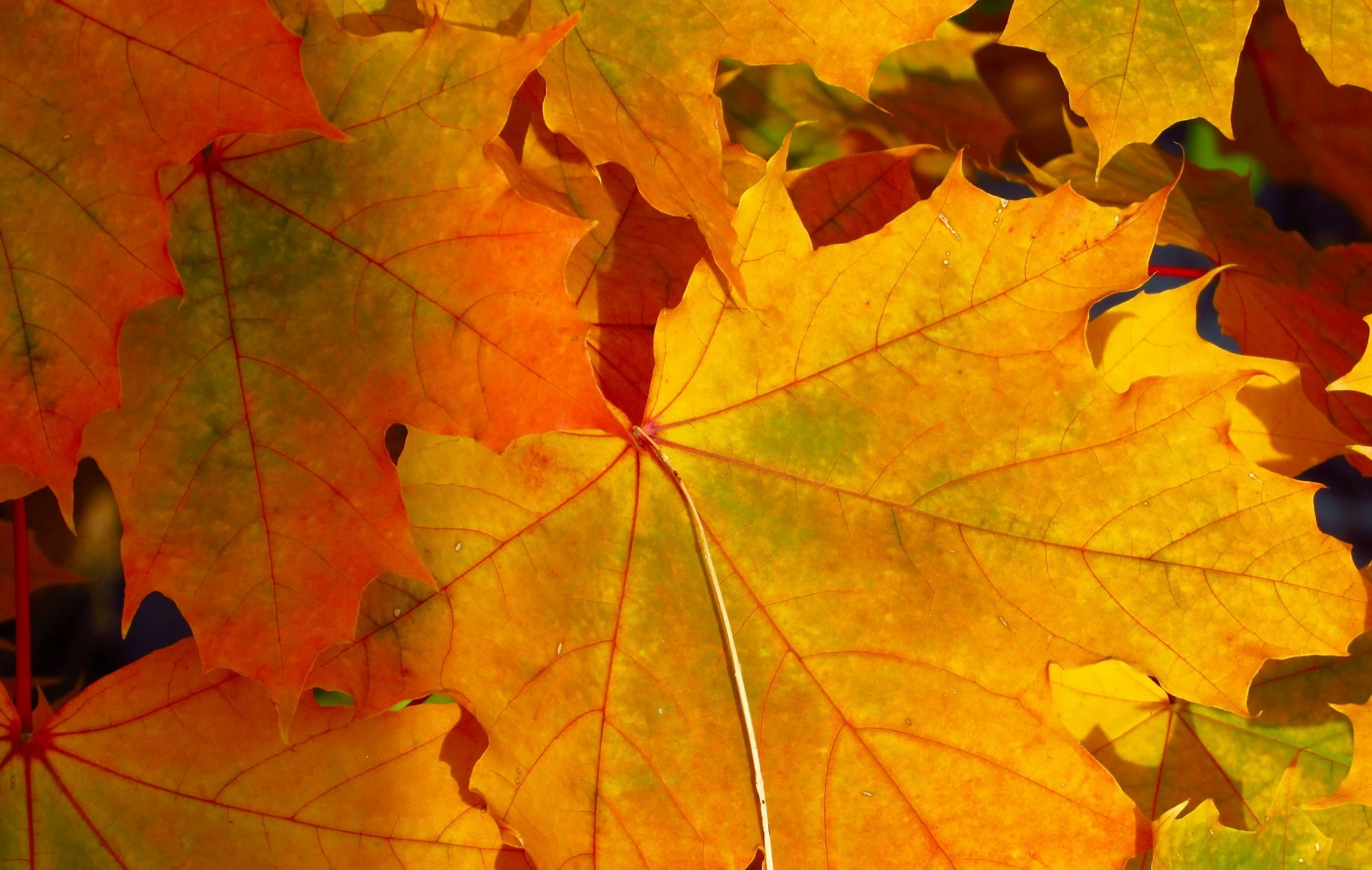 The Creative Harvest: The Labyrinth in Autumn