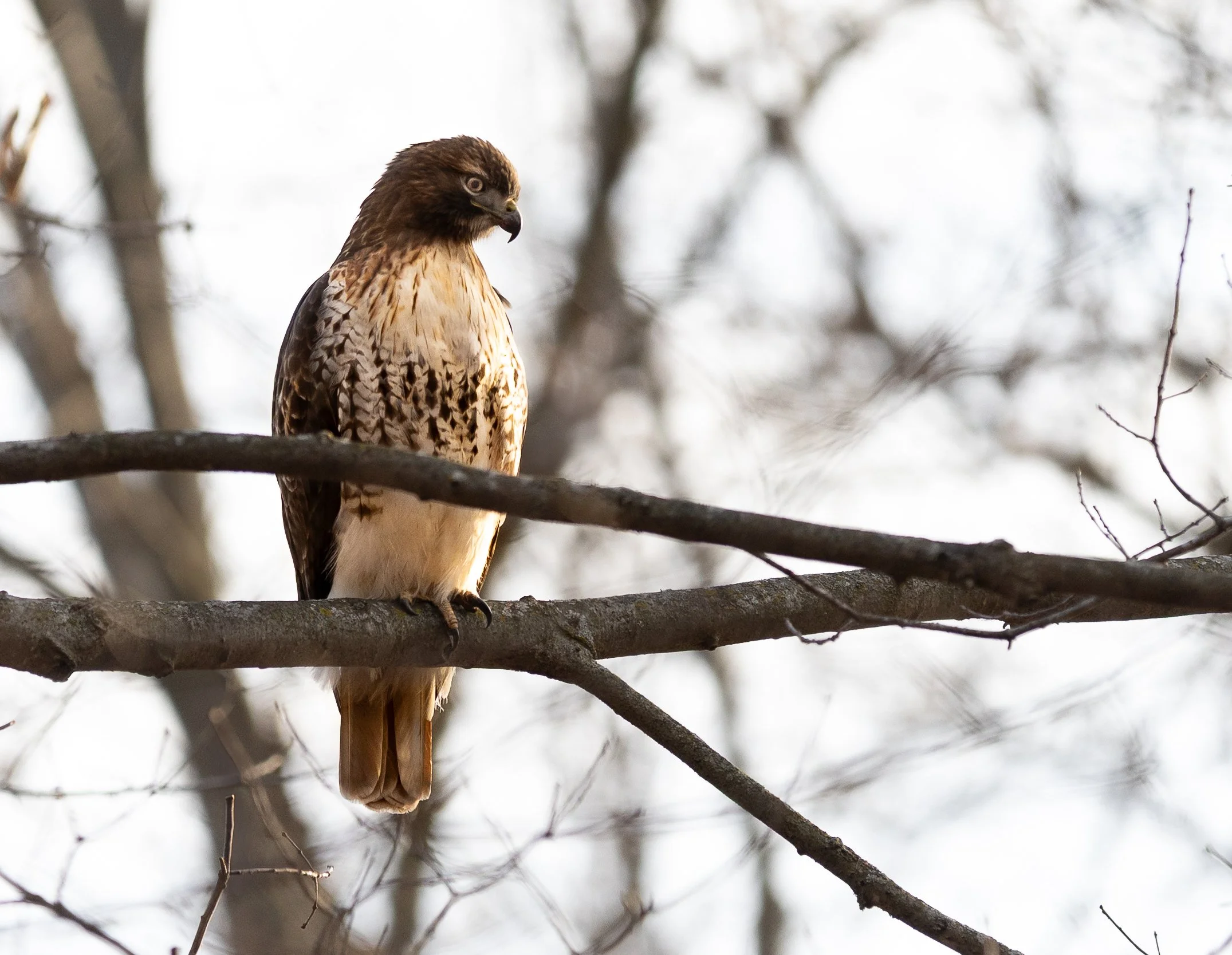 20241129 Chippiwa Nature Center 0062-2.jpg