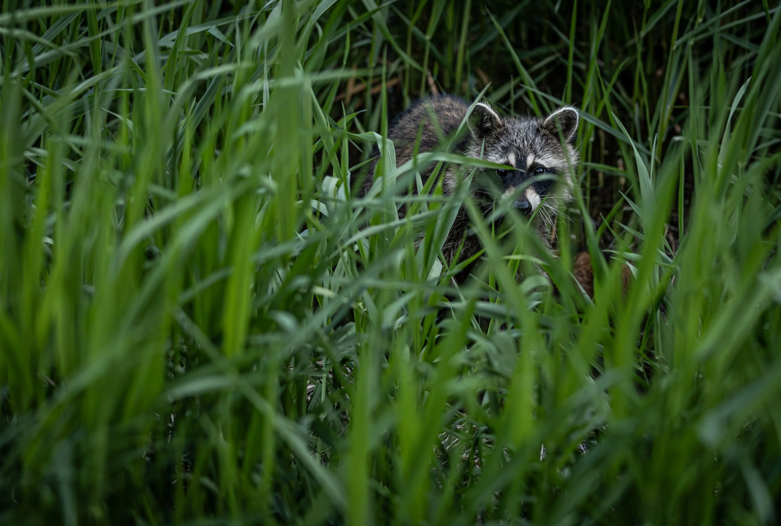 20230516 Chippiwa Nature Center 0089-Enhanced-NR.jpg