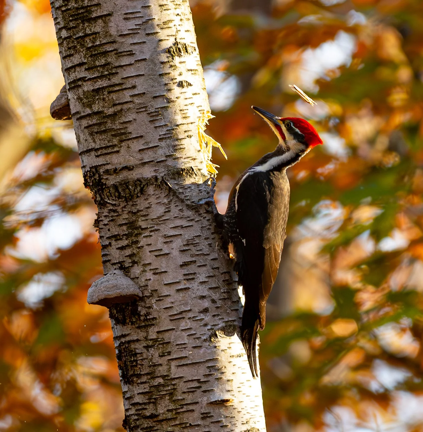 20241027 Stratford Woods Park 0122-Enhanced-NR.jpg