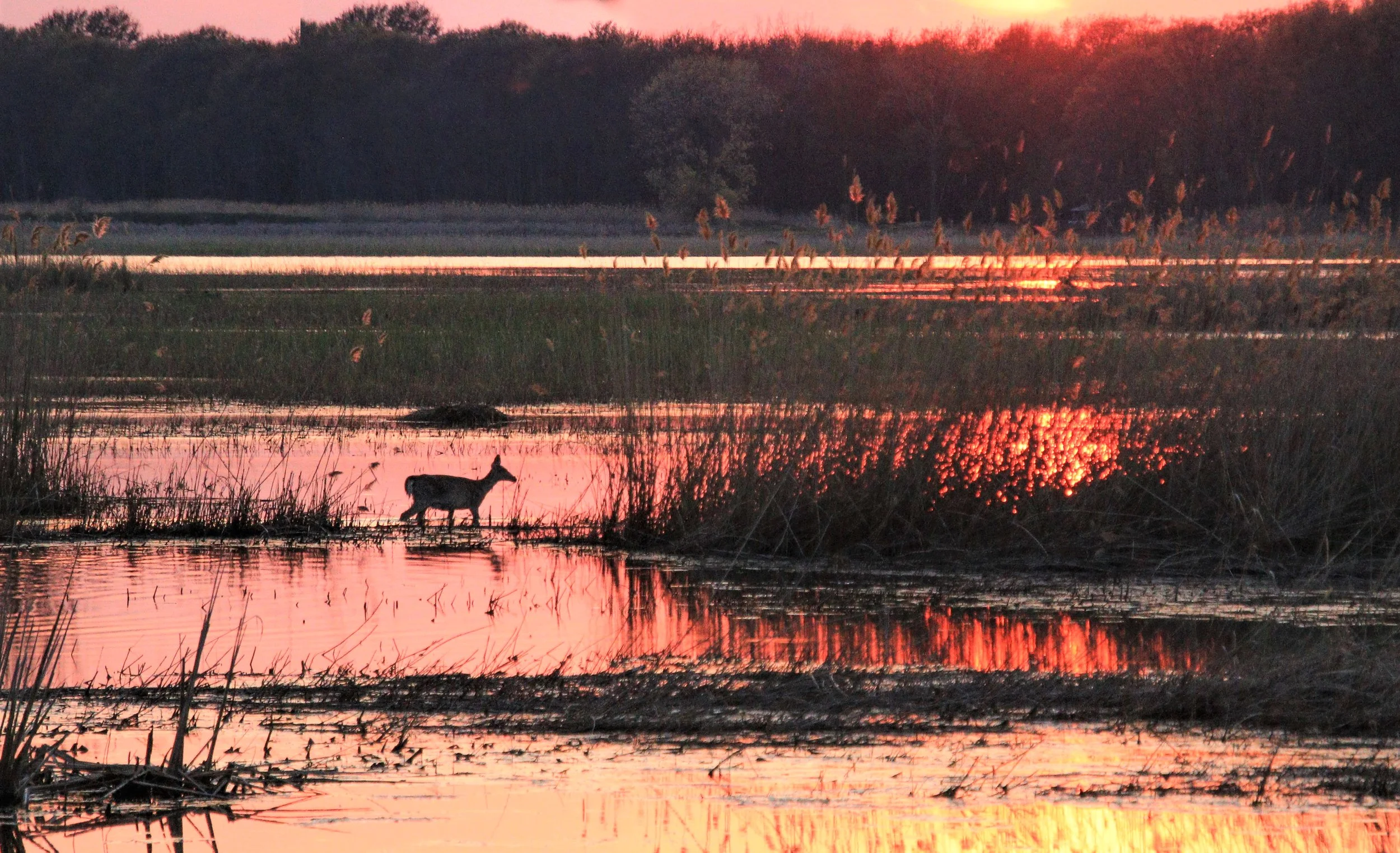Deer Sunset.jpg