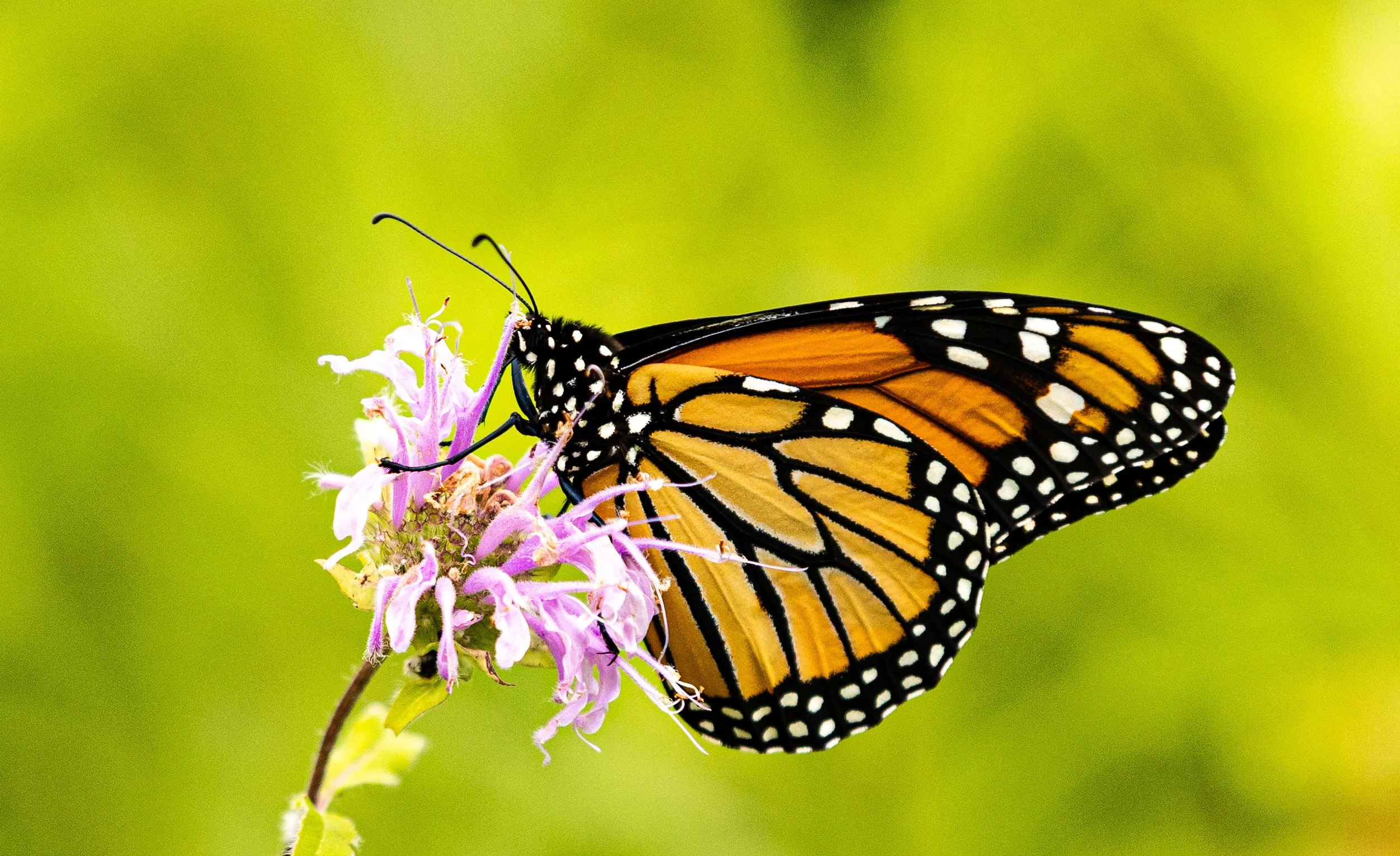 20250719 Chippiwa Nature Center 0180.jpg