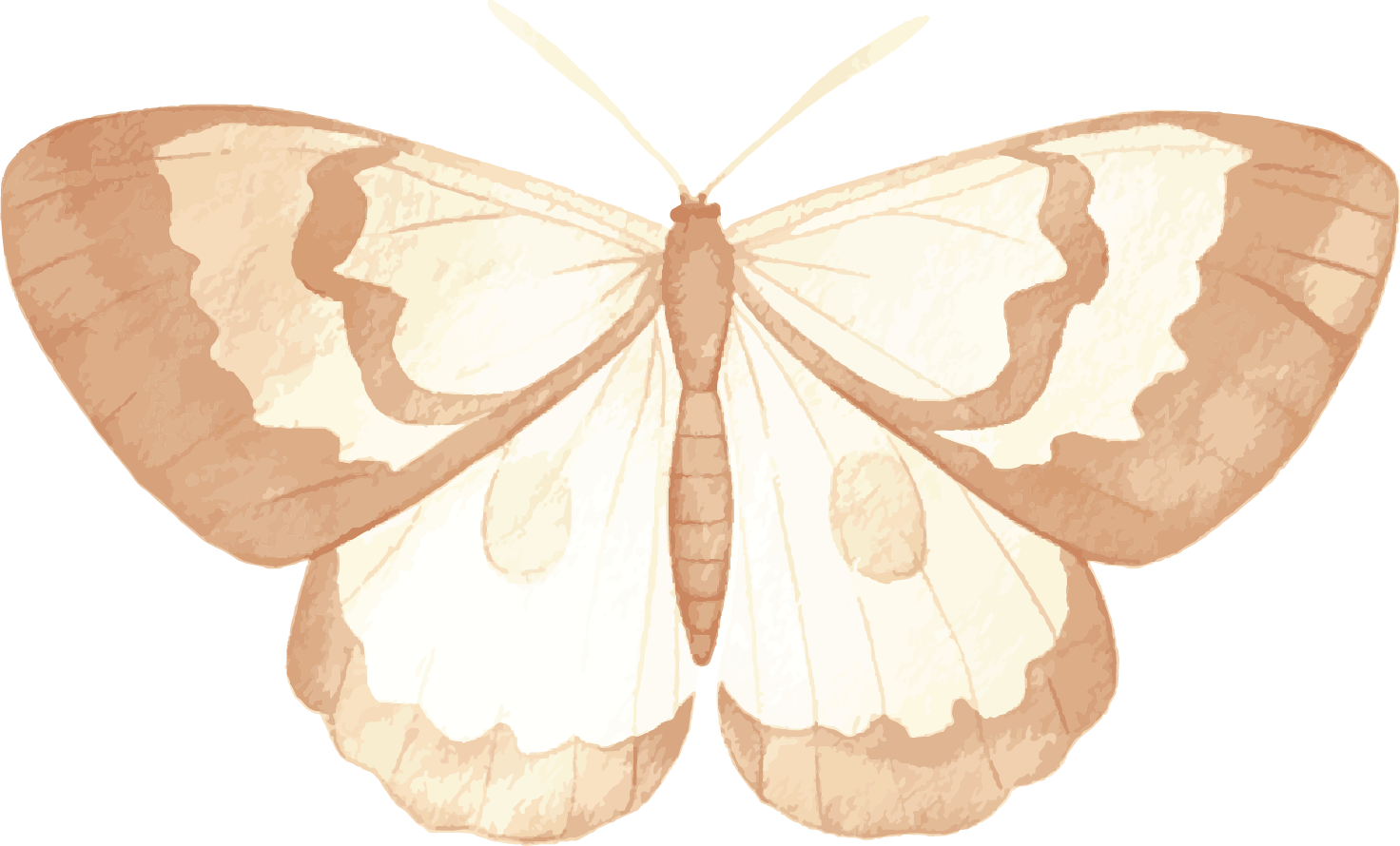 A digital illustration of a white butterfly with beige and brown accents, viewed from the front with wings spread open.
