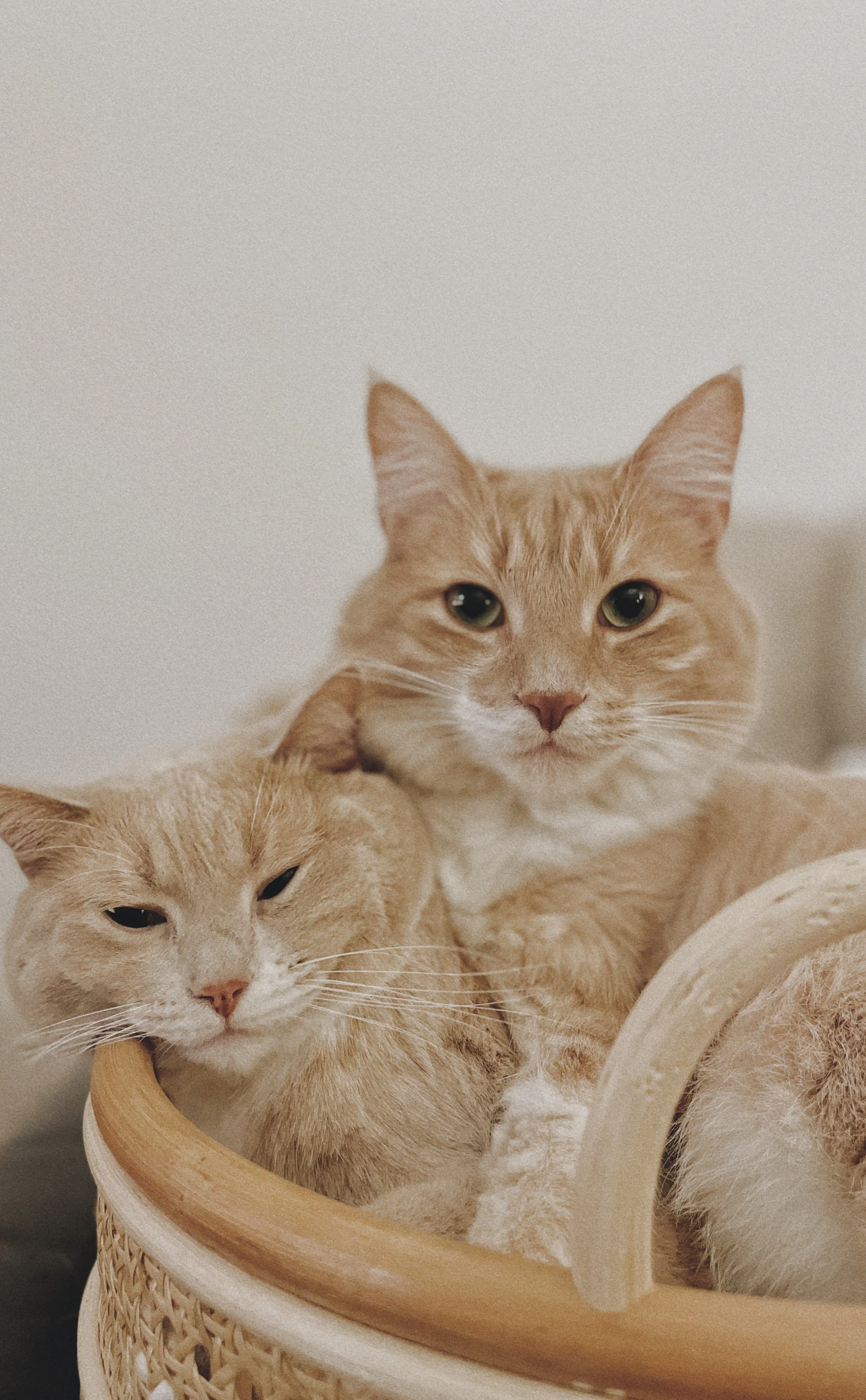 Two orange tabby cats resting in a woven basket, one with a more relaxed expression and the other looking directly at the camera.