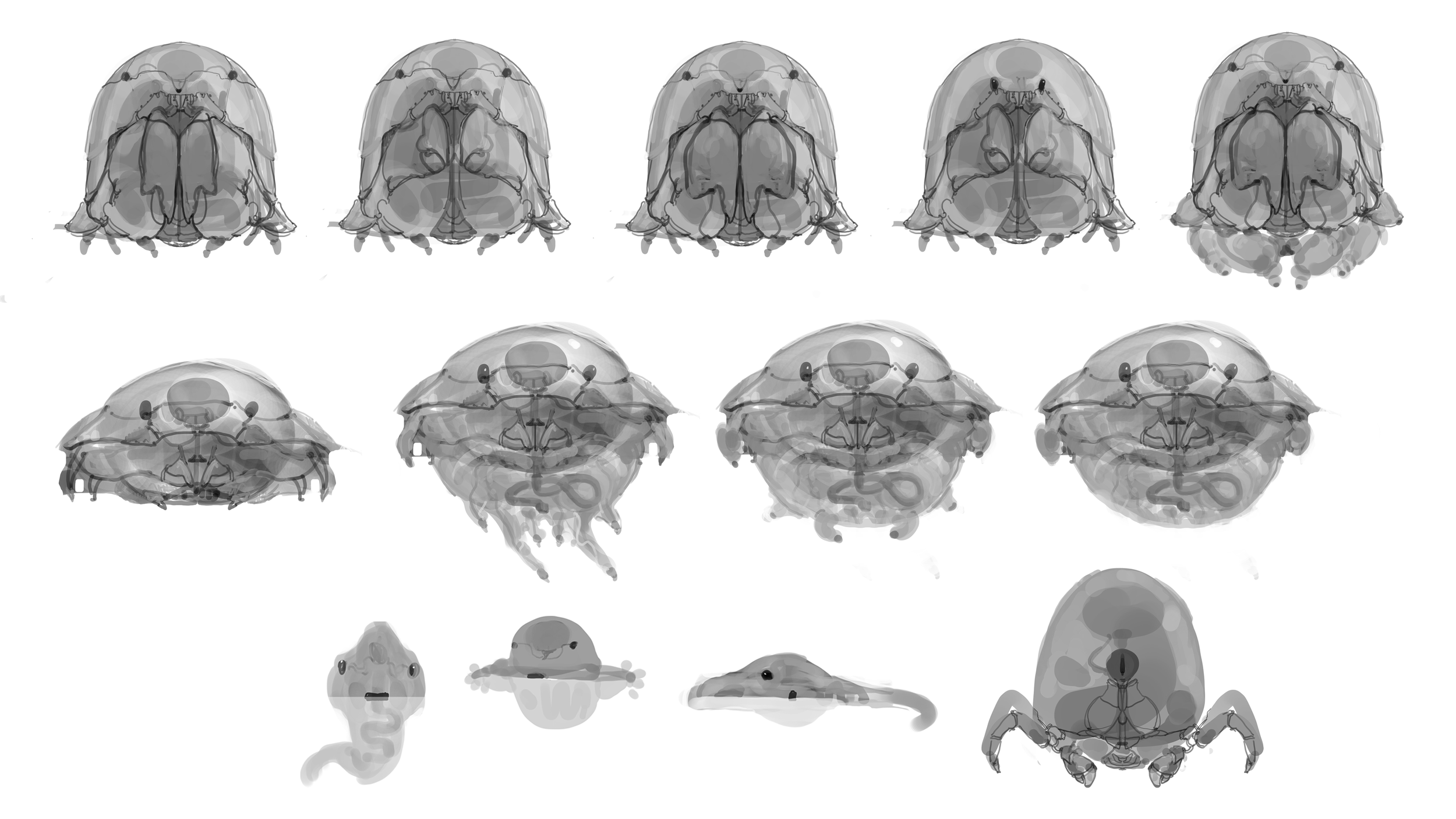 Creature variations.png