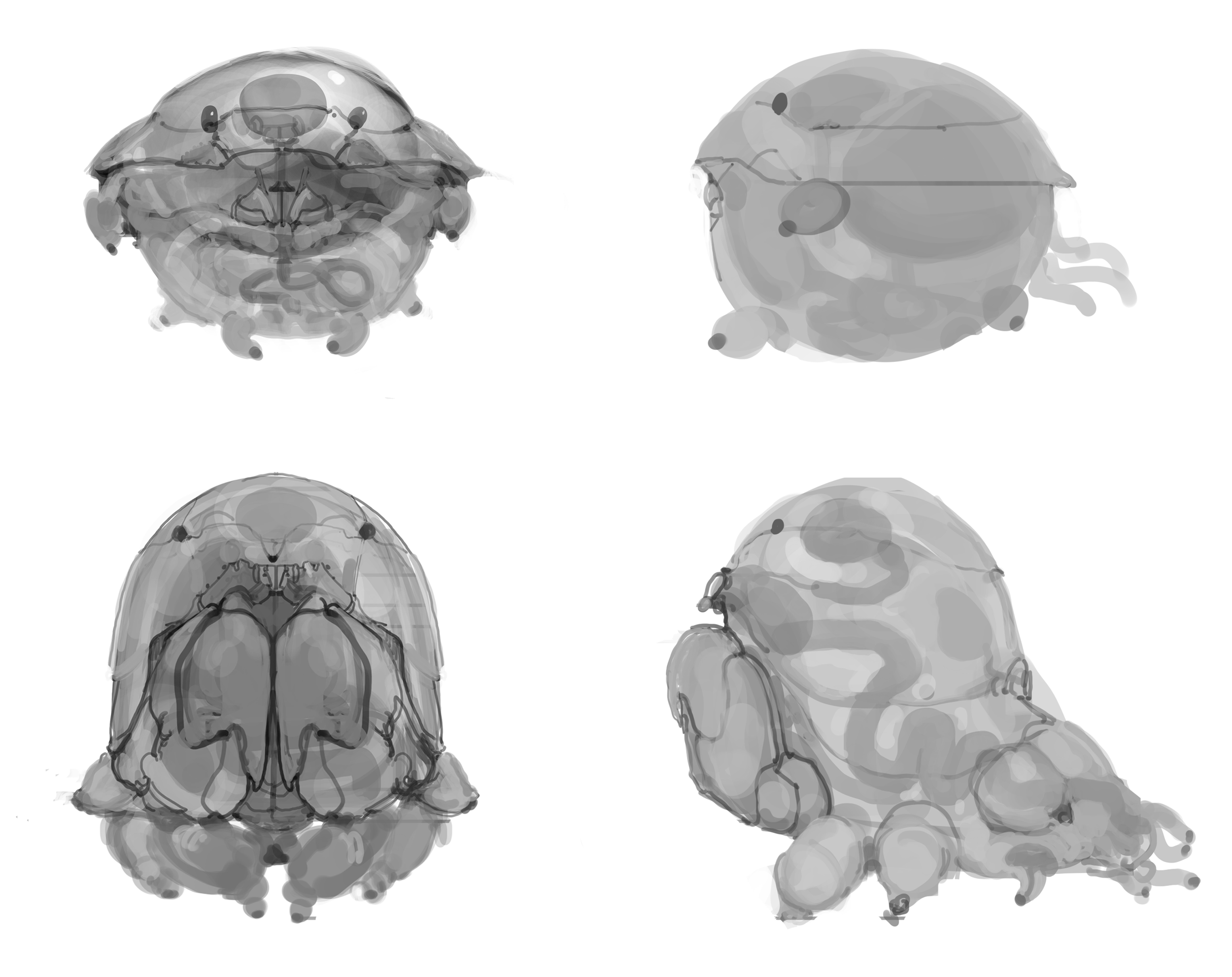 M-F Creature BW sketches.png