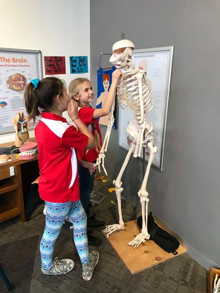 Two girls in red shirts are playing with a skeleton model in a classroom. One girl is touching the skull while the other is watching and smiling.