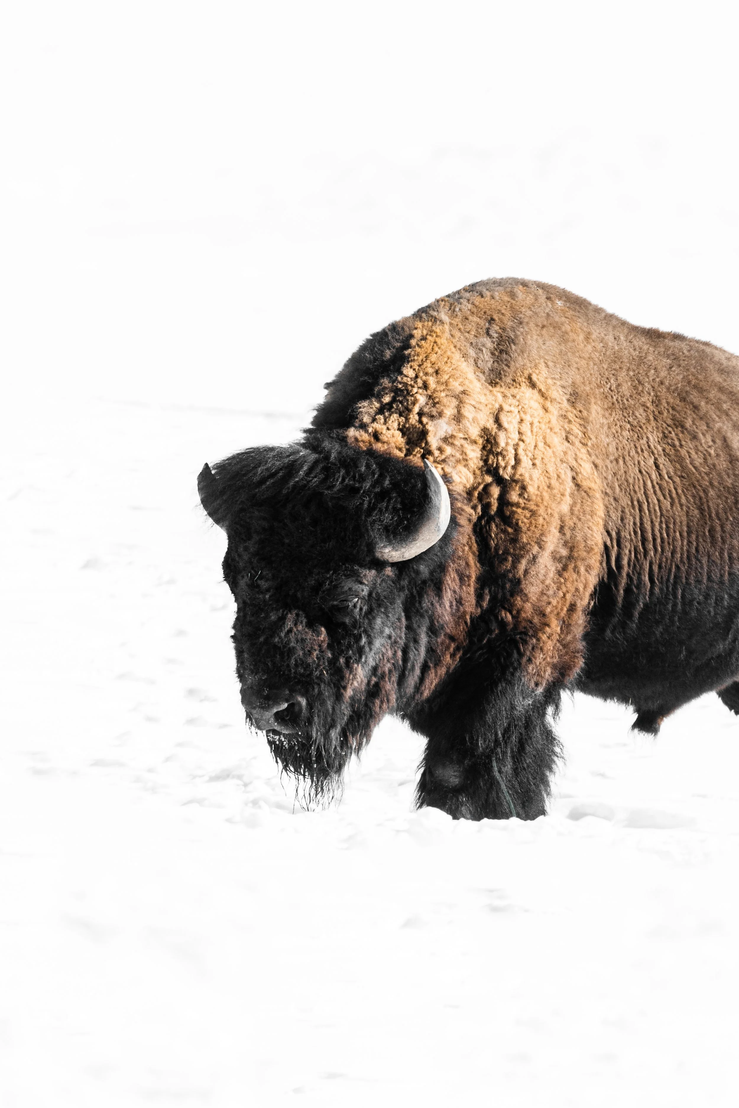A bison standing in a snowy landscape