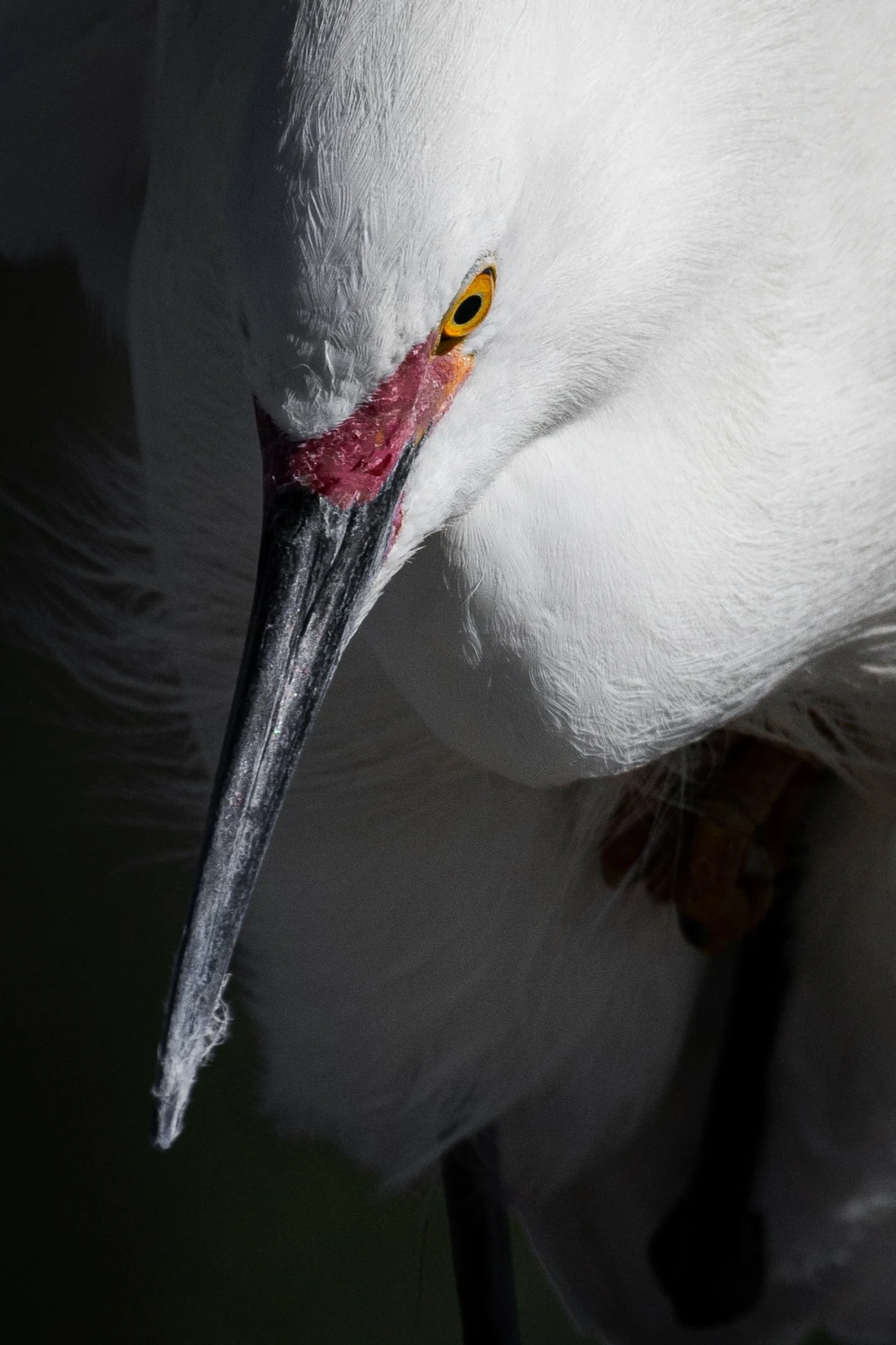 Close-up of a heron with white feathers, yellow eye, and a long black beak.