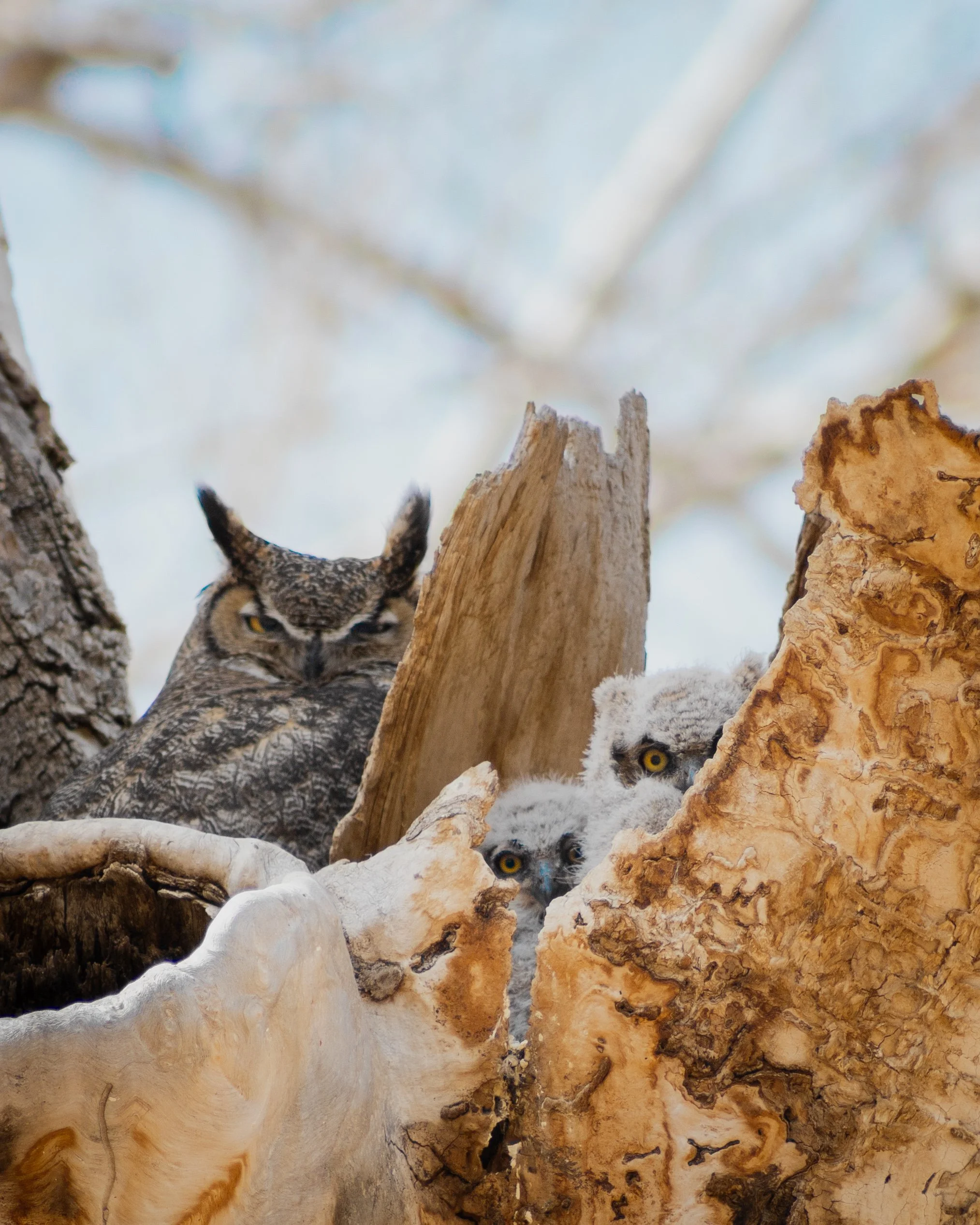 An adult owl perched on tree branches. Two owlets peeking out from a nest made of wood and bark.