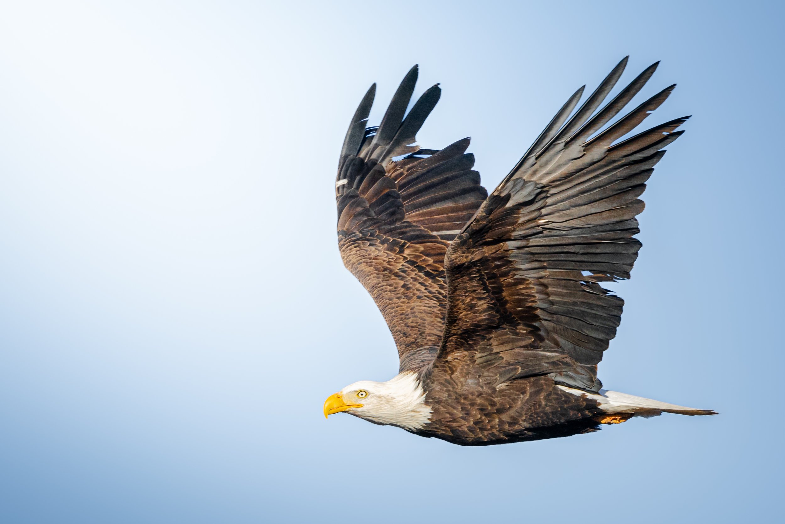 A bald eagle mid-flight against a light blue sky, with its wings fully spread.