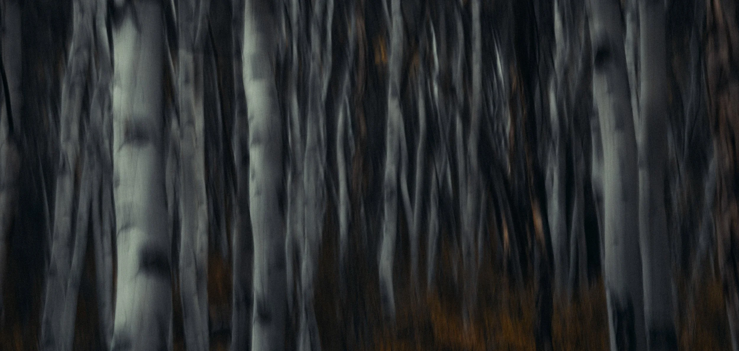 Close-up view of tree bark showing dark vertical ridges and textures.