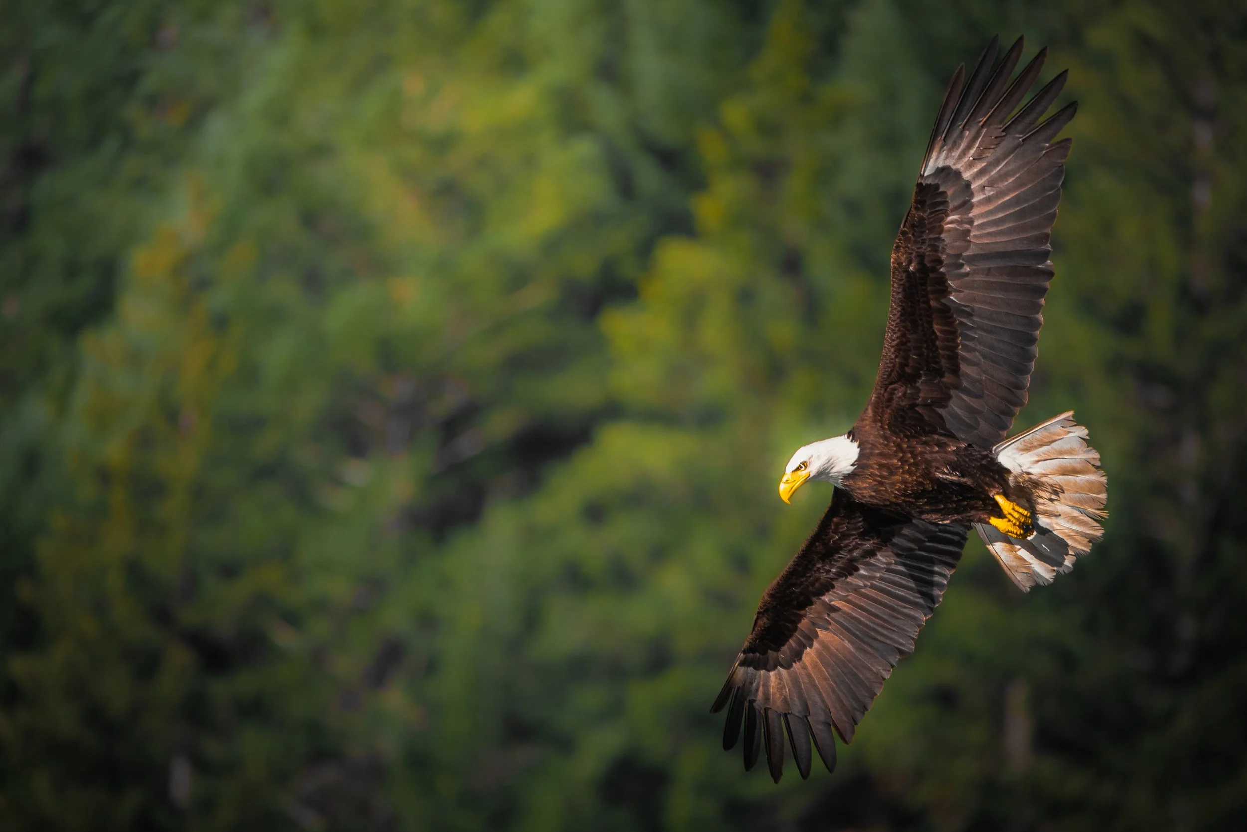 A bald eagle in flight with a green forest background.