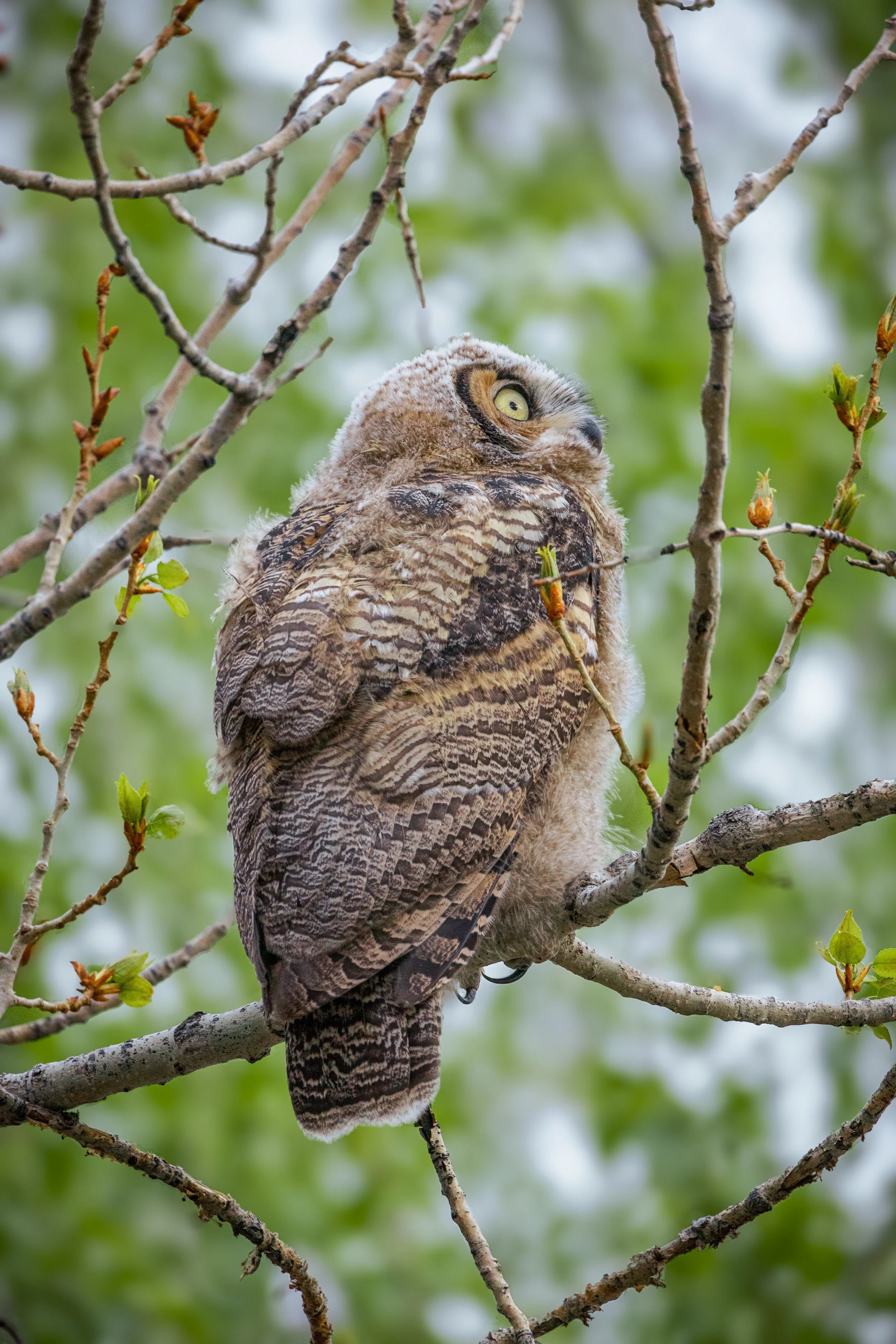 A big owl perched on a tree branch, with green leaves and a blurred green background.