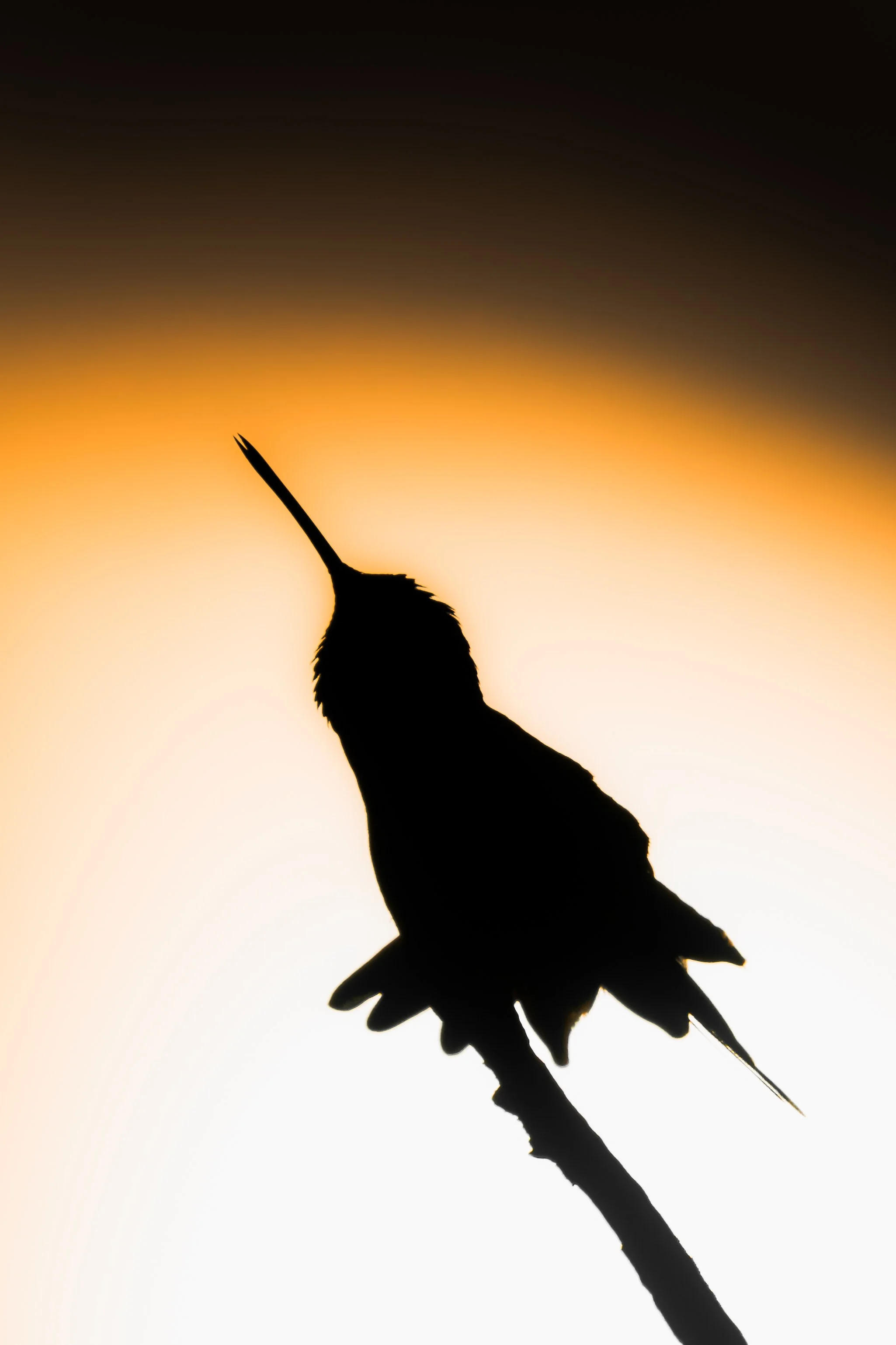 Silhouette of a hummingbird perched on a branch against a sunset sky with orange and dark tones.
