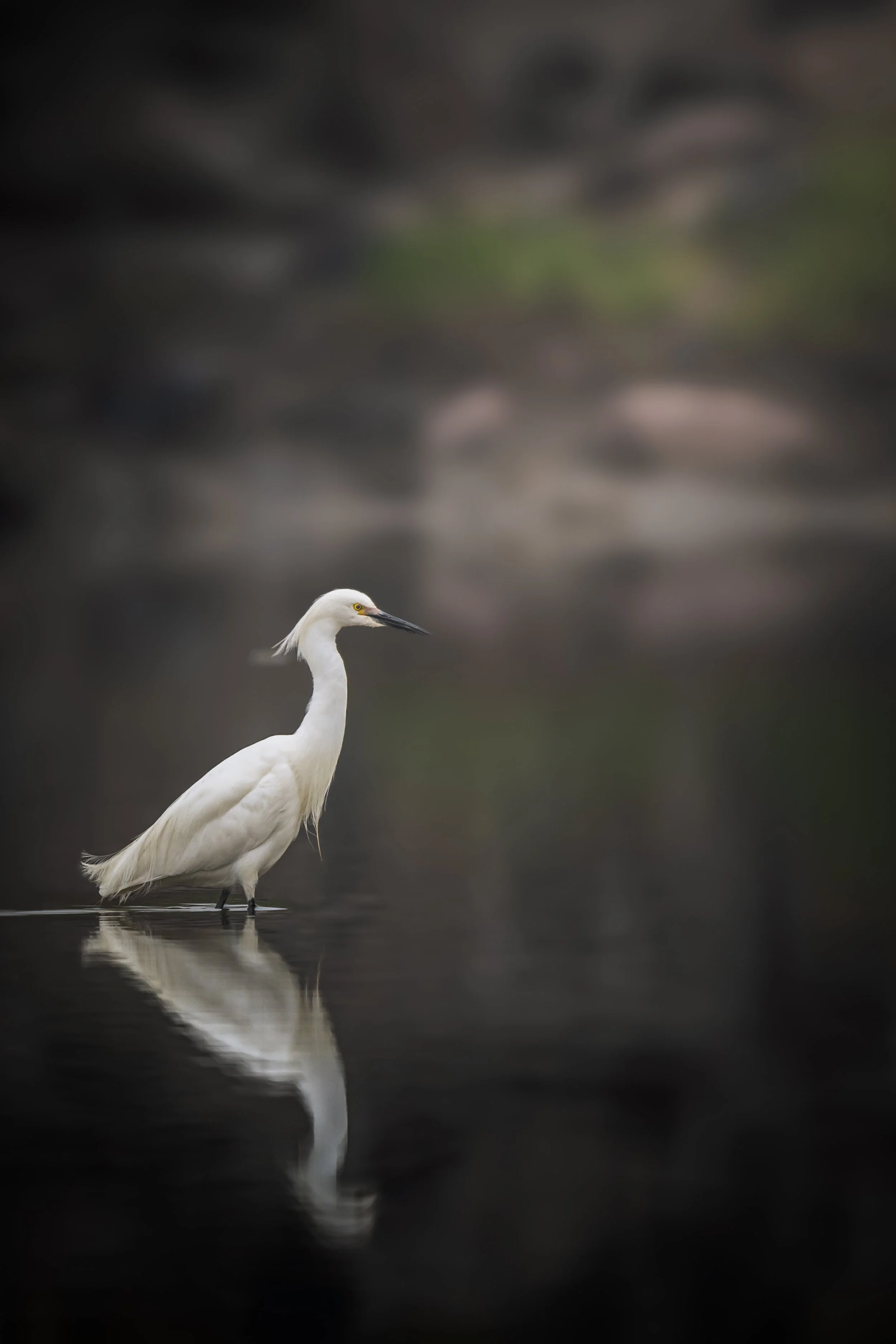 A white egret standing in shallow water with its reflection visible, against a dark, blurred background.