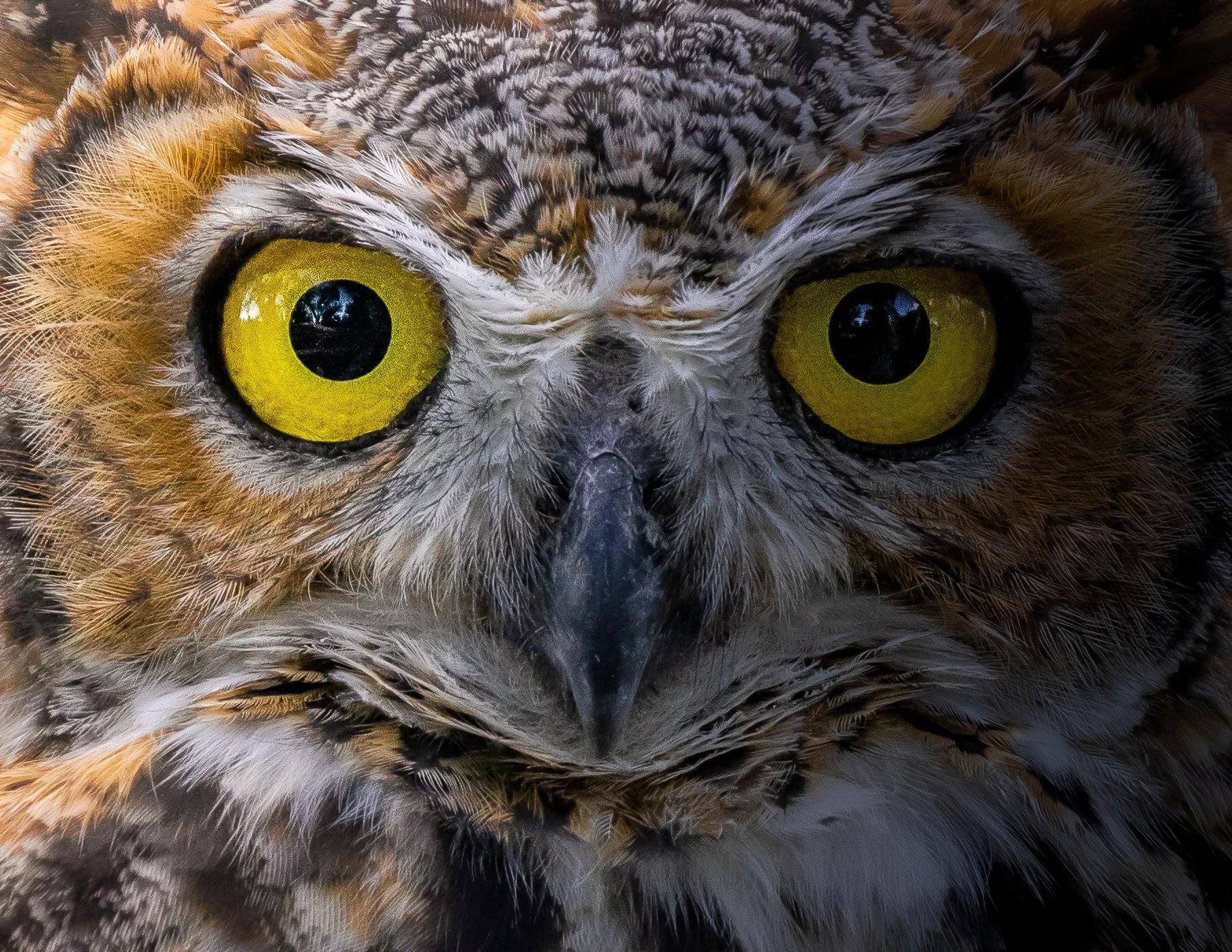 Close-up of an owl's face showing bright yellow eyes and detailed feathers.