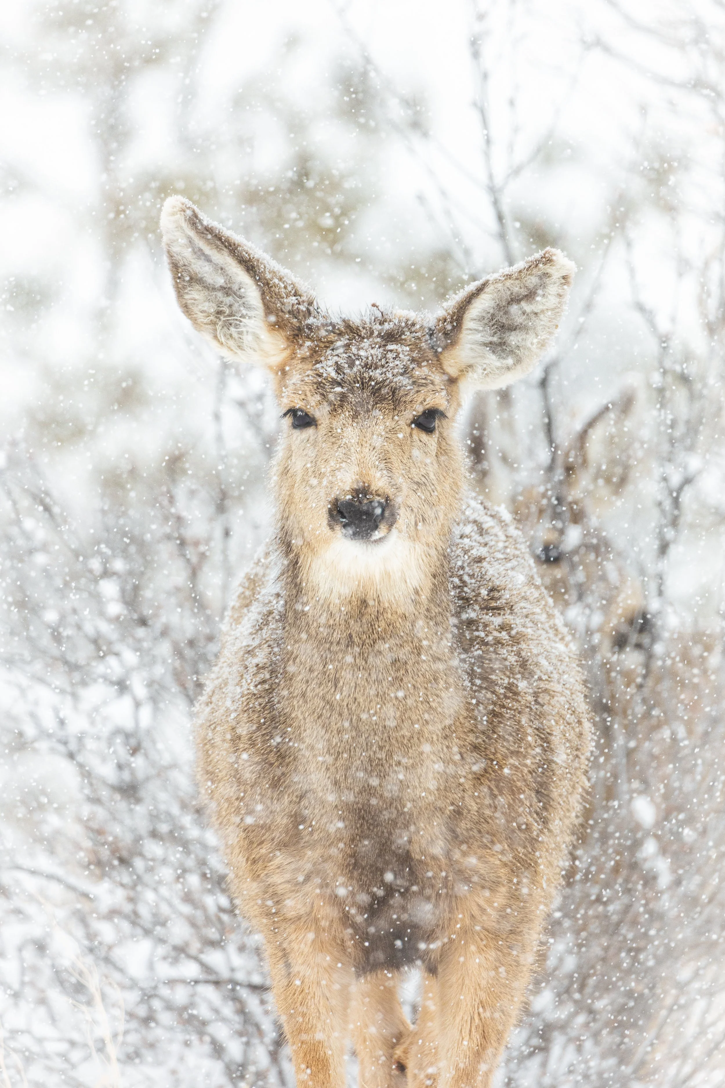Young deer standing in a snowy landscape with snowfall and bare branches in the background.