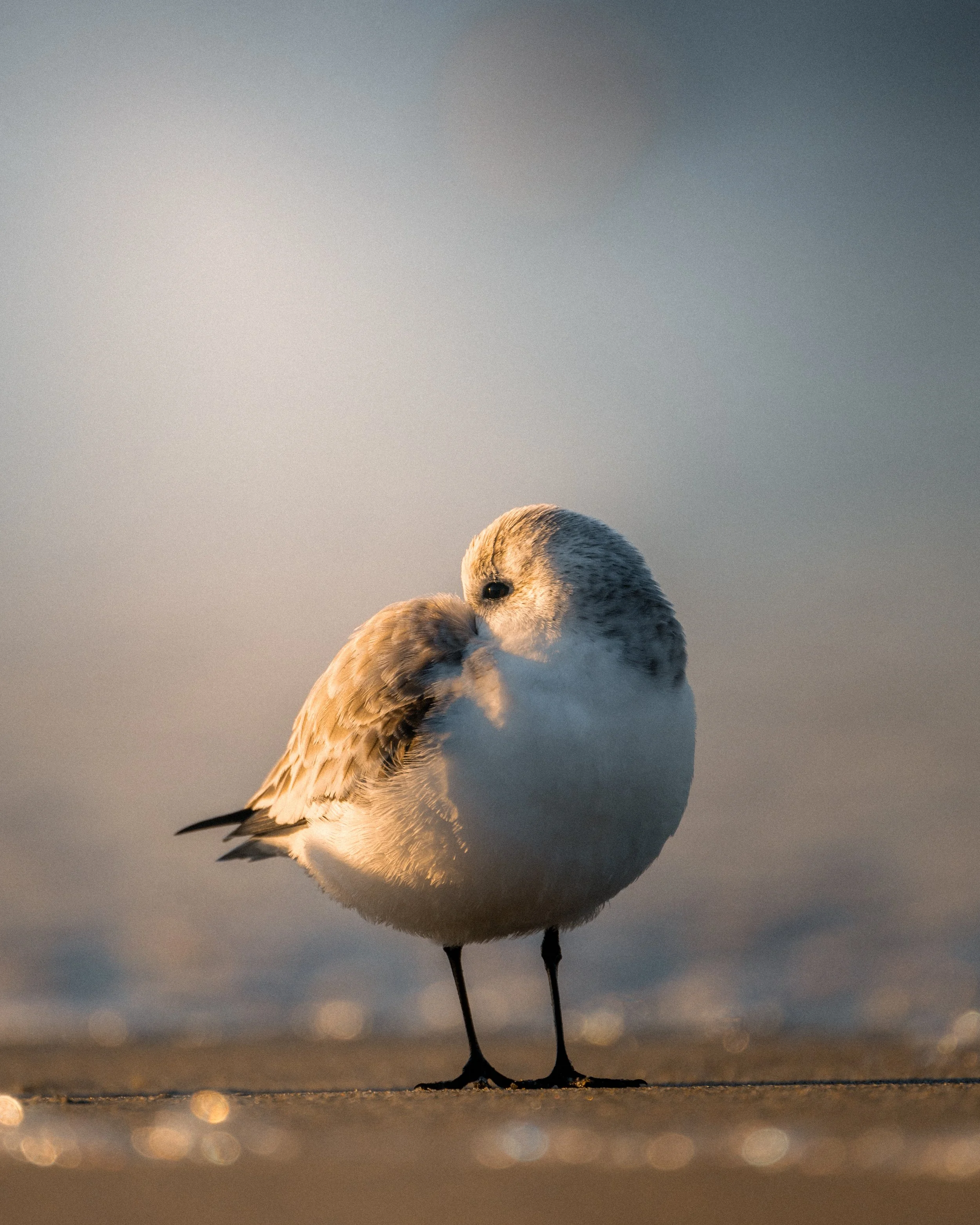 A small seabird, possibly a juvenile, standing on a sandy surface near the water, with its head tucked into its feathered body.