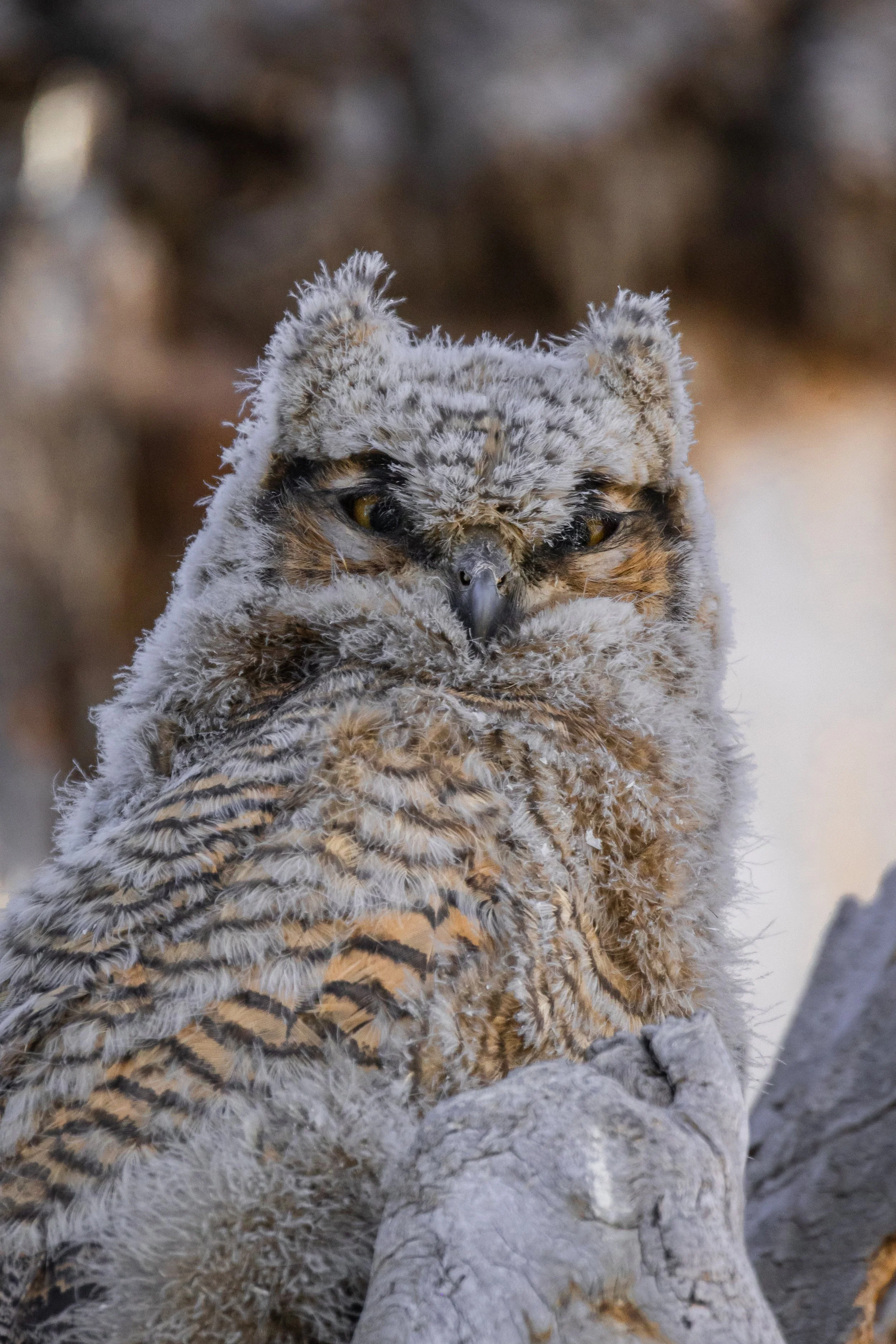 A close-up of a young owl with fluffy feathers, sitting on a branch with its head bowed and wings wrapped around its body.