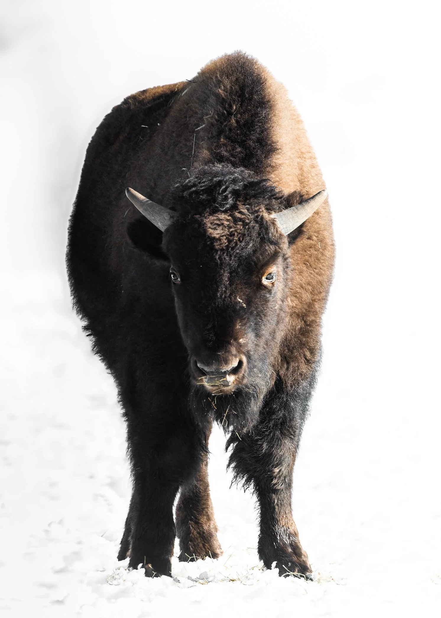 A bison standing in snow on a bright day, with a dark brown and black coat and curved horns.
