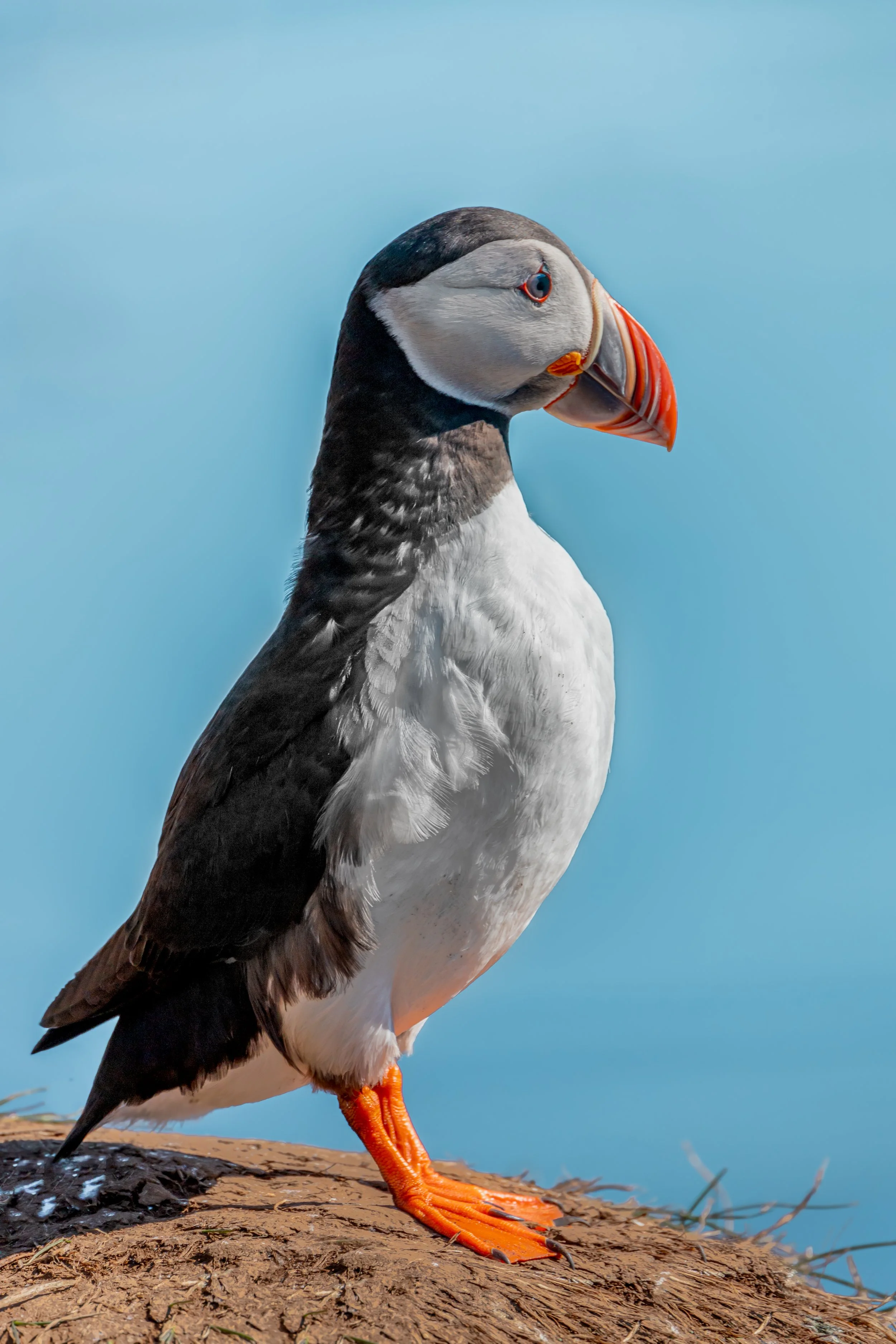 A puffin standing on a rocky surface against a blue sky background.