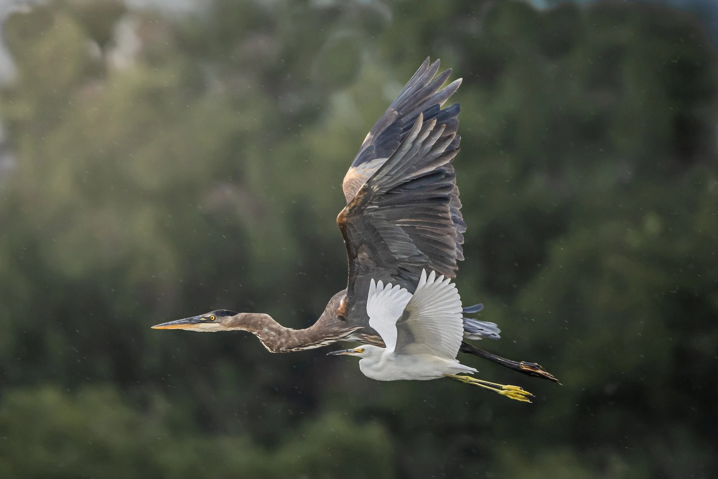 A bird of prey in flight chasing a white egret over a green, blurred background.
