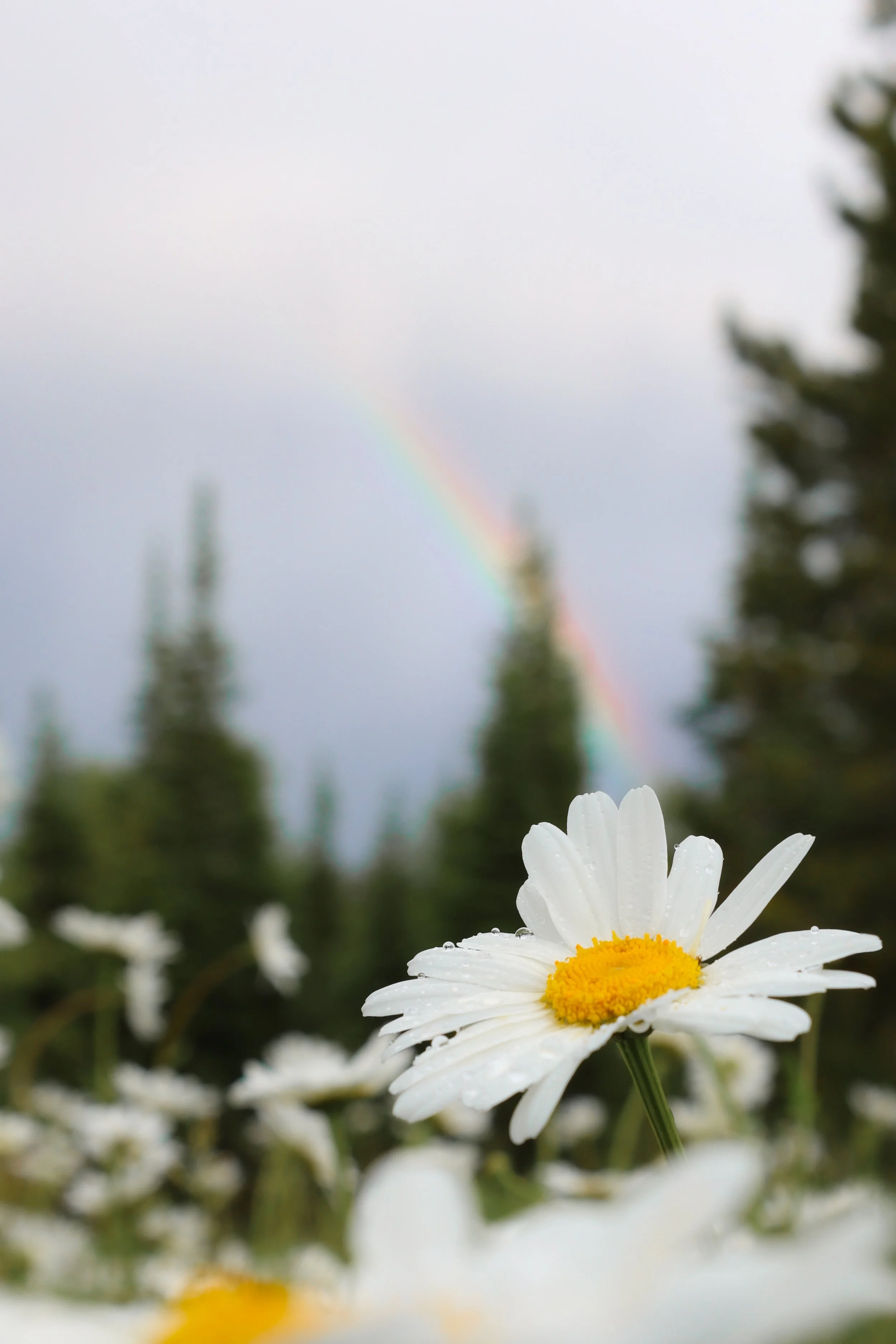 Close-up of a white daisy with a yellow center and water droplets on its petals, with a blurred background of trees, a rainbow, and a cloudy sky.
