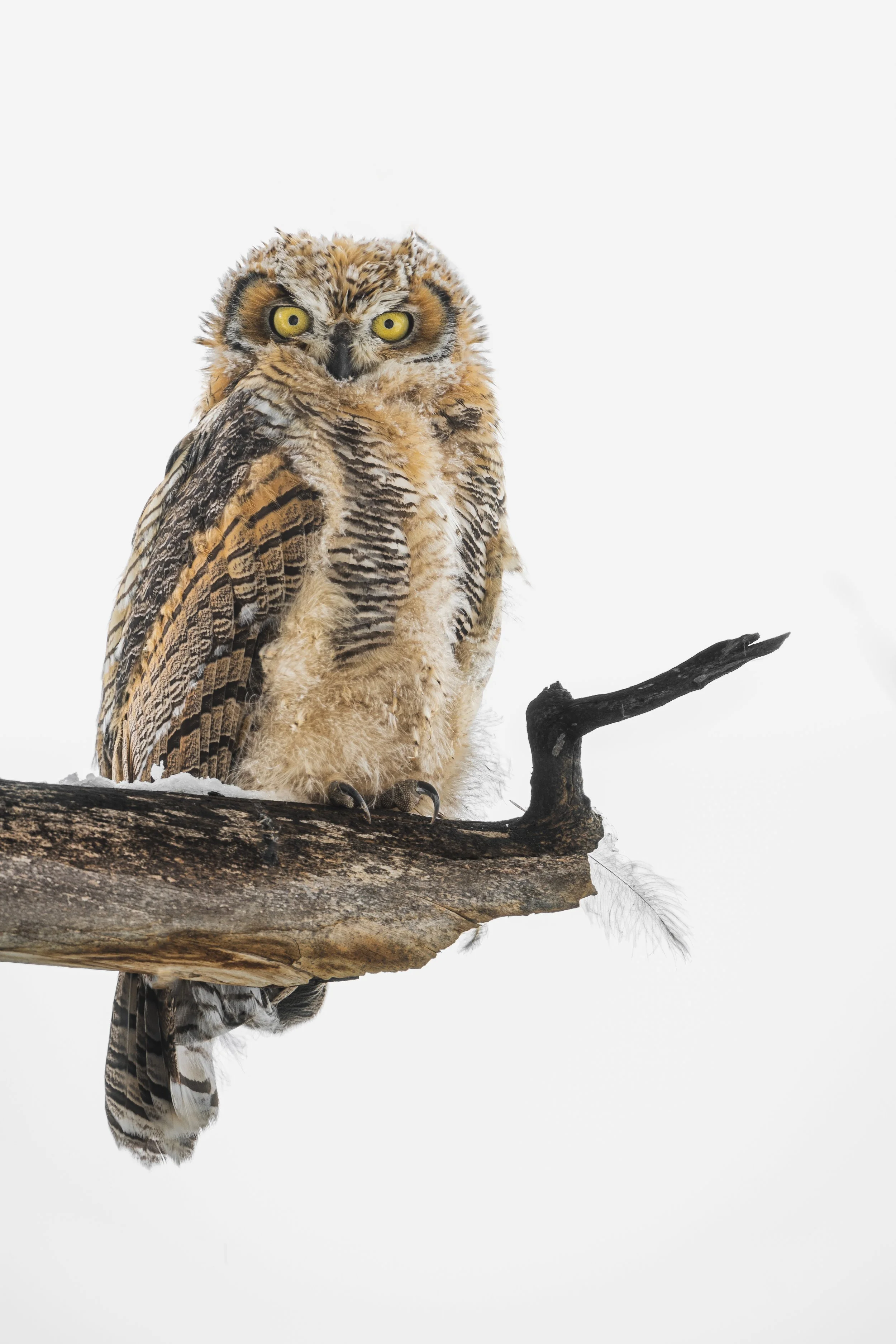 Close-up of an owl perched on a branch against a white background, with yellow eyes and detailed feathers.