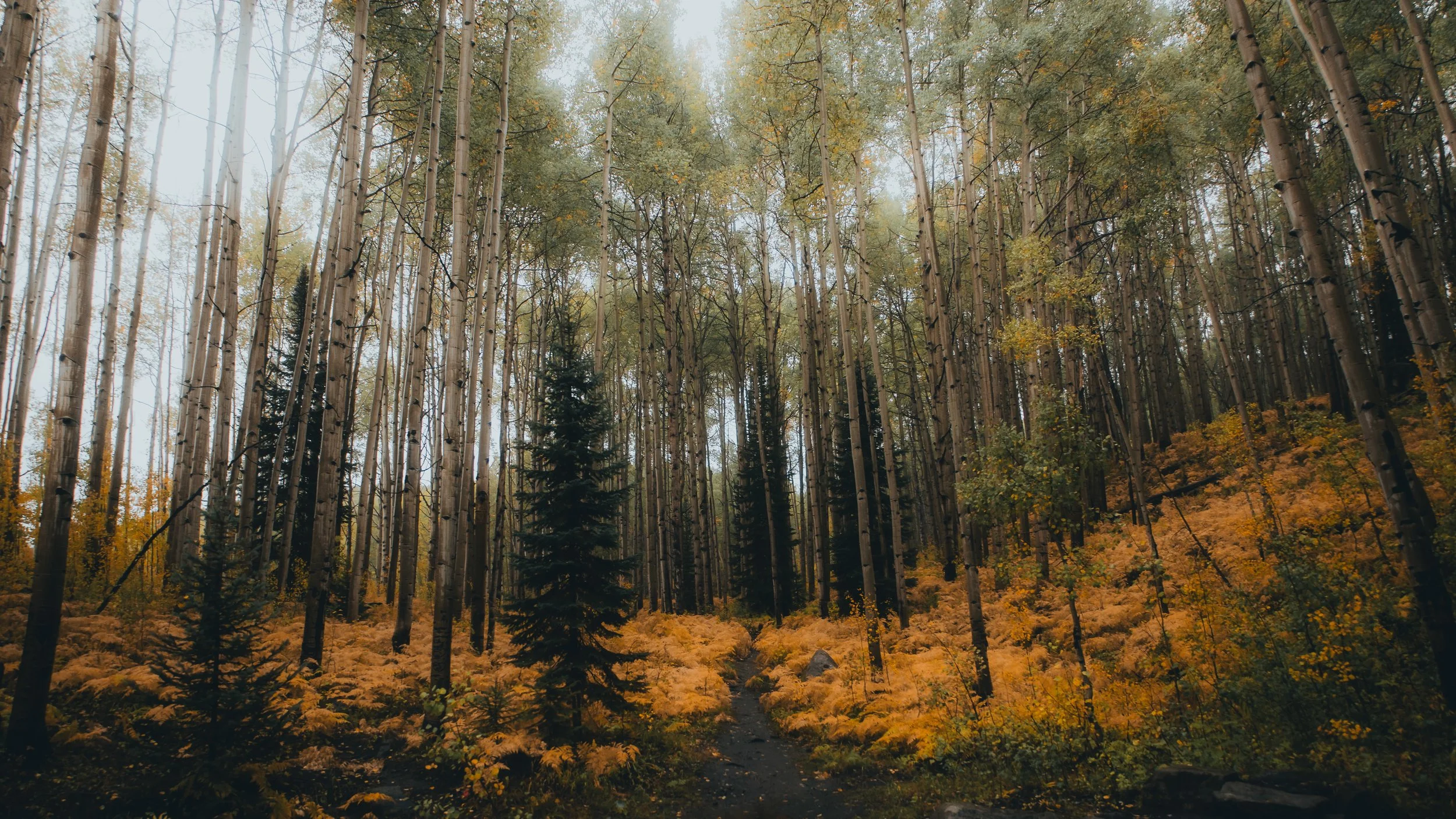 A forest scene with tall, thin trees with green and yellow leaves, and a narrow dirt trail leading into the woods. The forest floor is covered with yellow-orange foliage, suggesting autumn.
