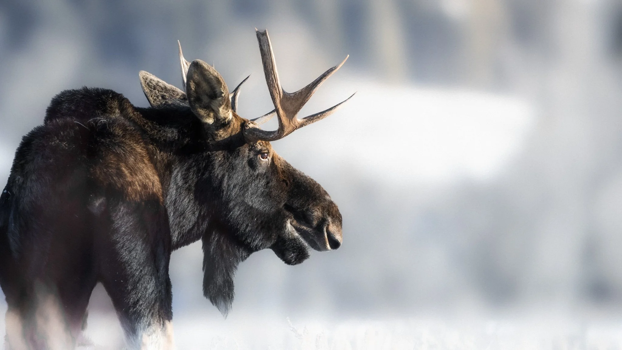 A moose standing in the snow with a mountain range in the background.