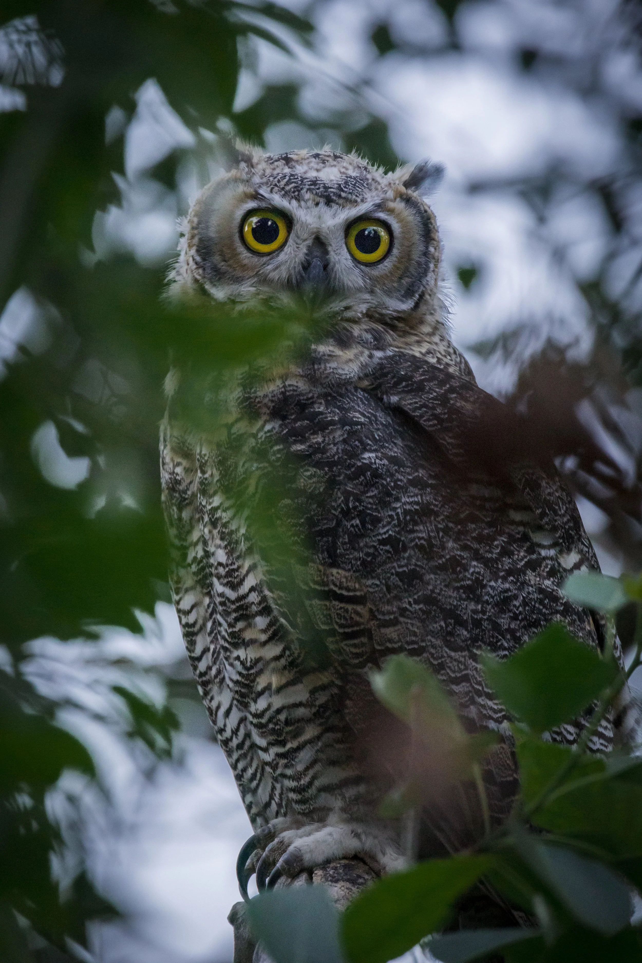 Close-up of a spotted owl with yellow eyes perched on a branch amidst green leaves.