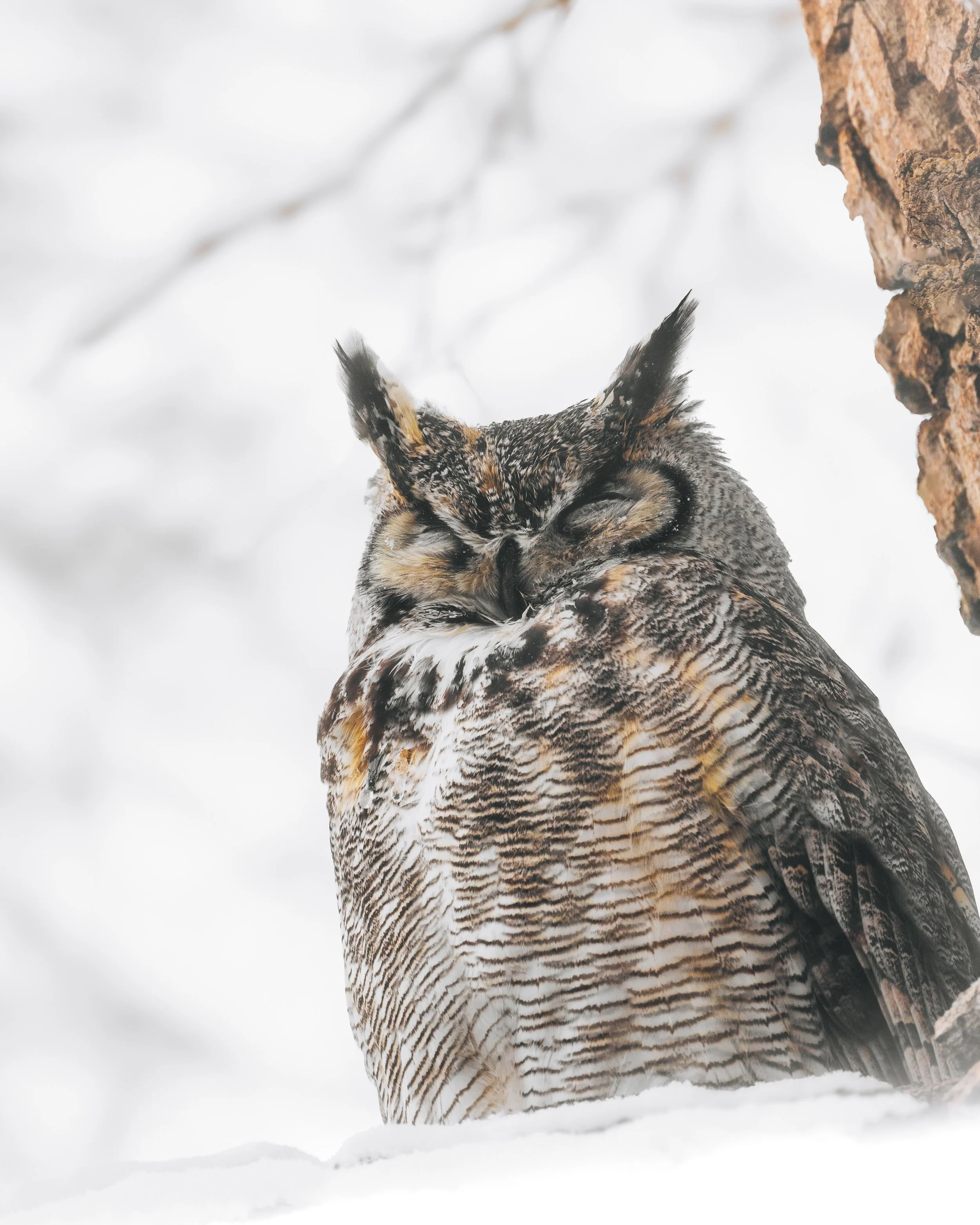 A close-up of a Great Horned Owl with eyes closed, perched on a snow-covered surface next to a tree trunk, with a blurred snowy background.