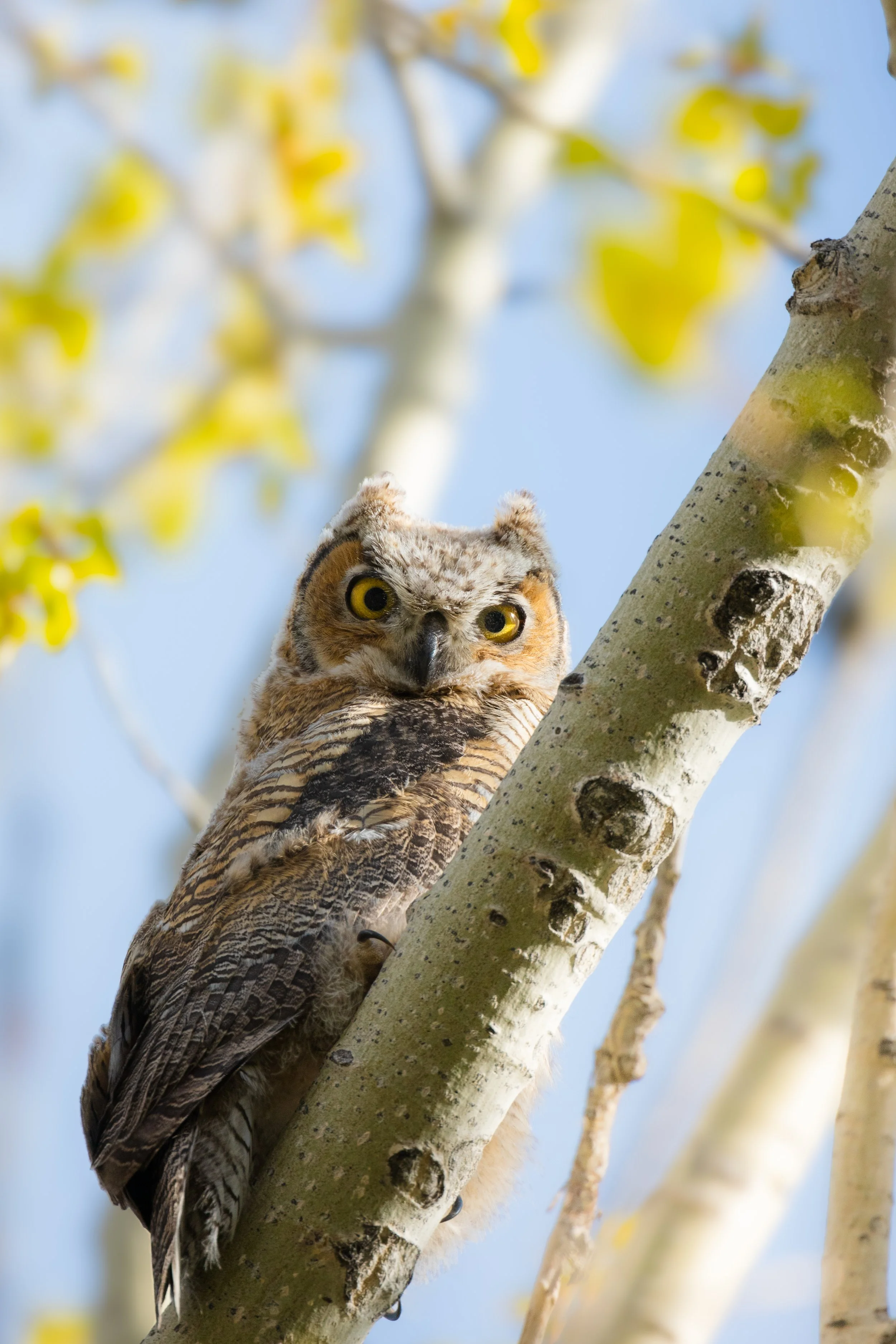 An owl perched on a tree branch with green leaves and a cloudy sky in the background.