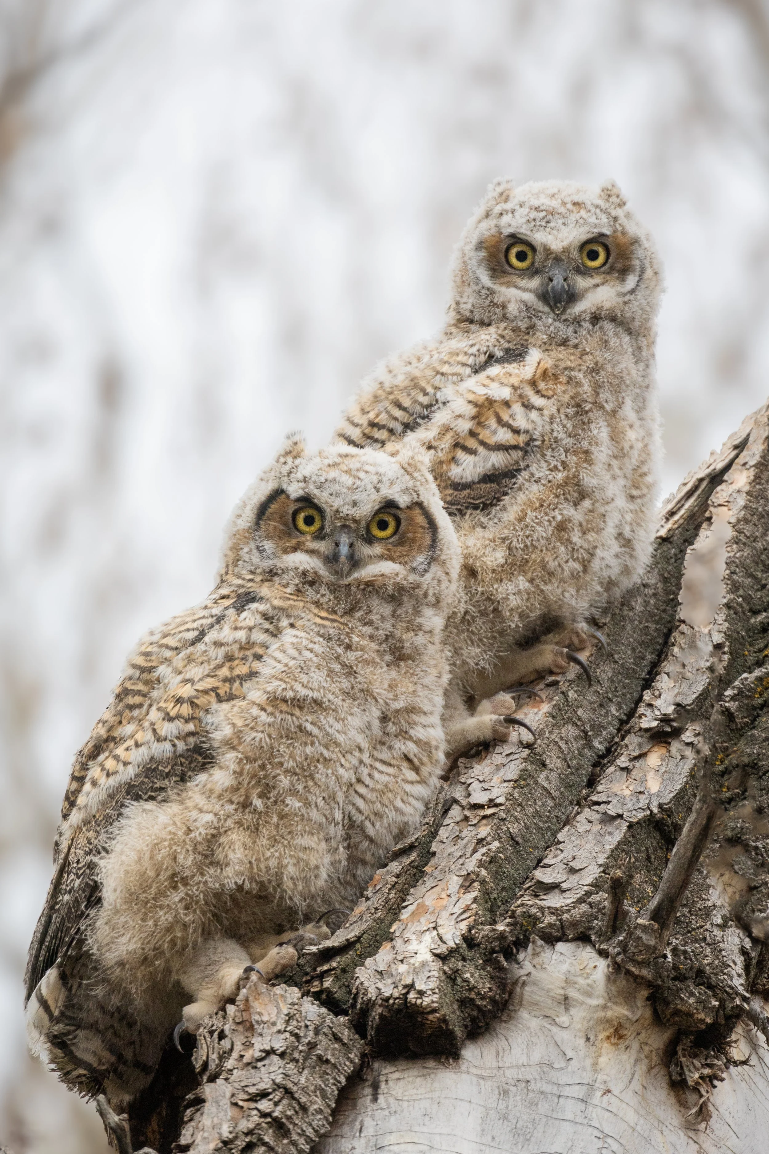 Two young owls perched on a tree branch, with yellow eyes and fluffy feathers.
