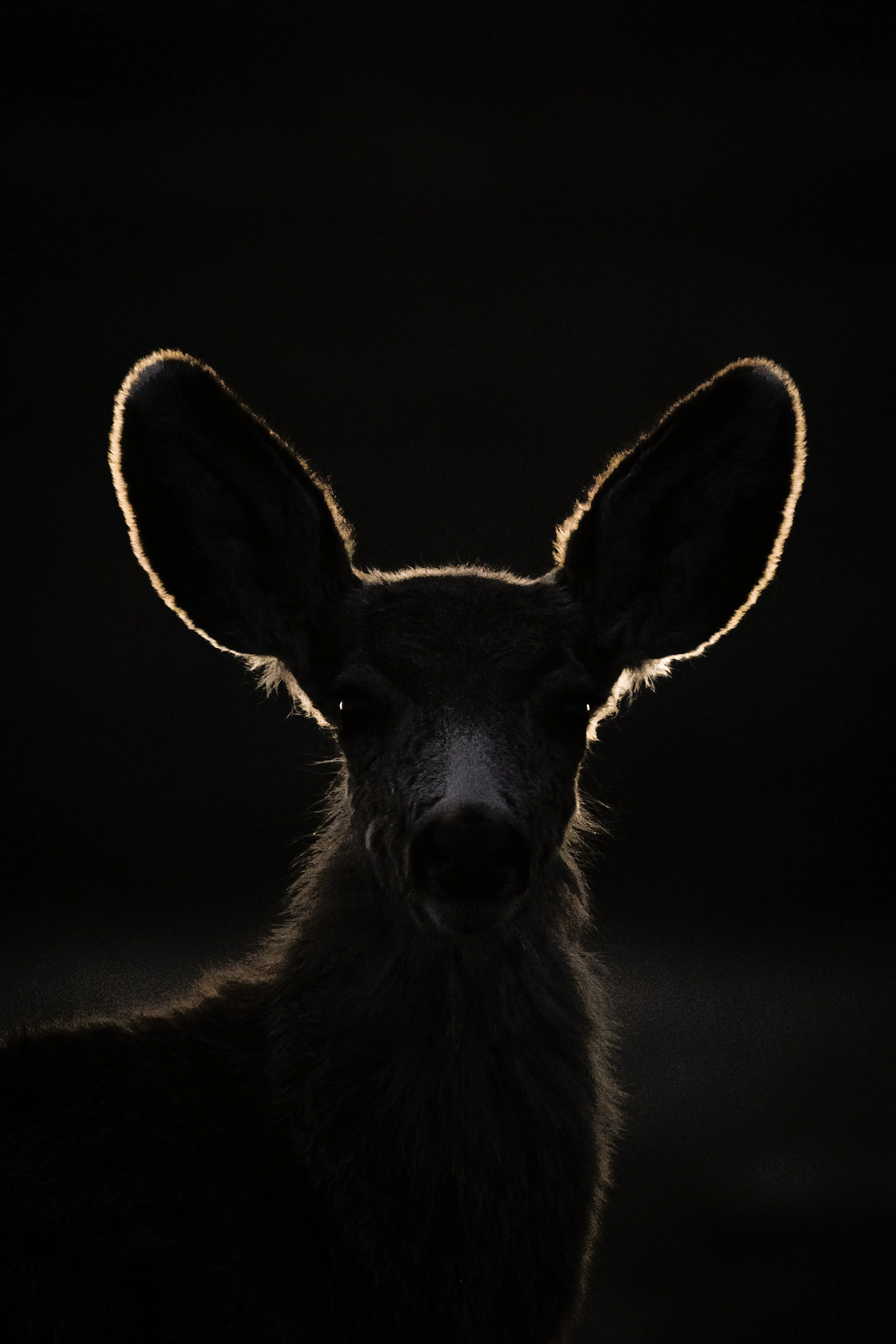 A black animal, possibly a young deer or fox, with large ears, backlit to highlight the outline of its ears and face against a dark background.