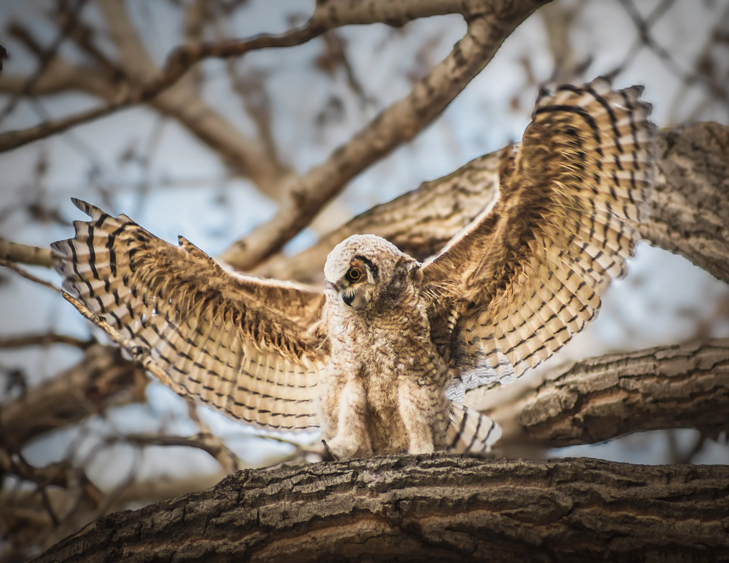 A brown and tan owl owl with spread wings perched on a tree branch.