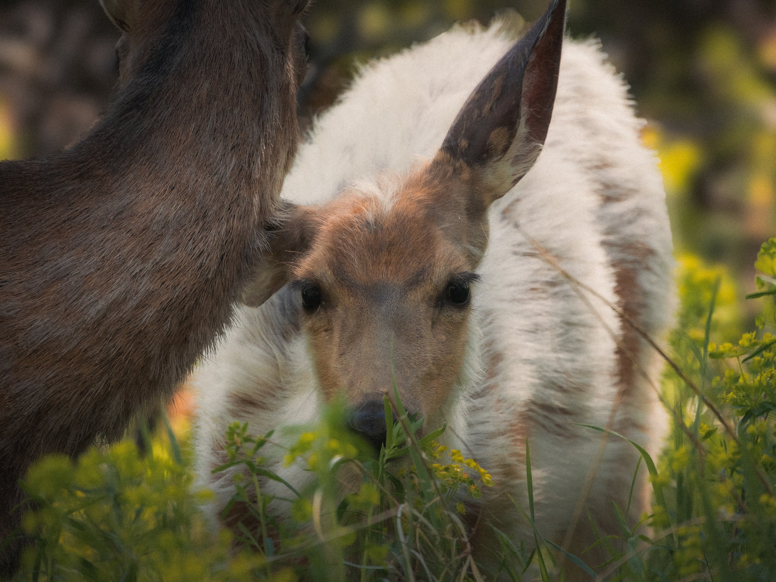 A close-up photo of two puppies, one with a mix of white and brown fur and the other with darker brown fur, in a grassy outdoor setting.