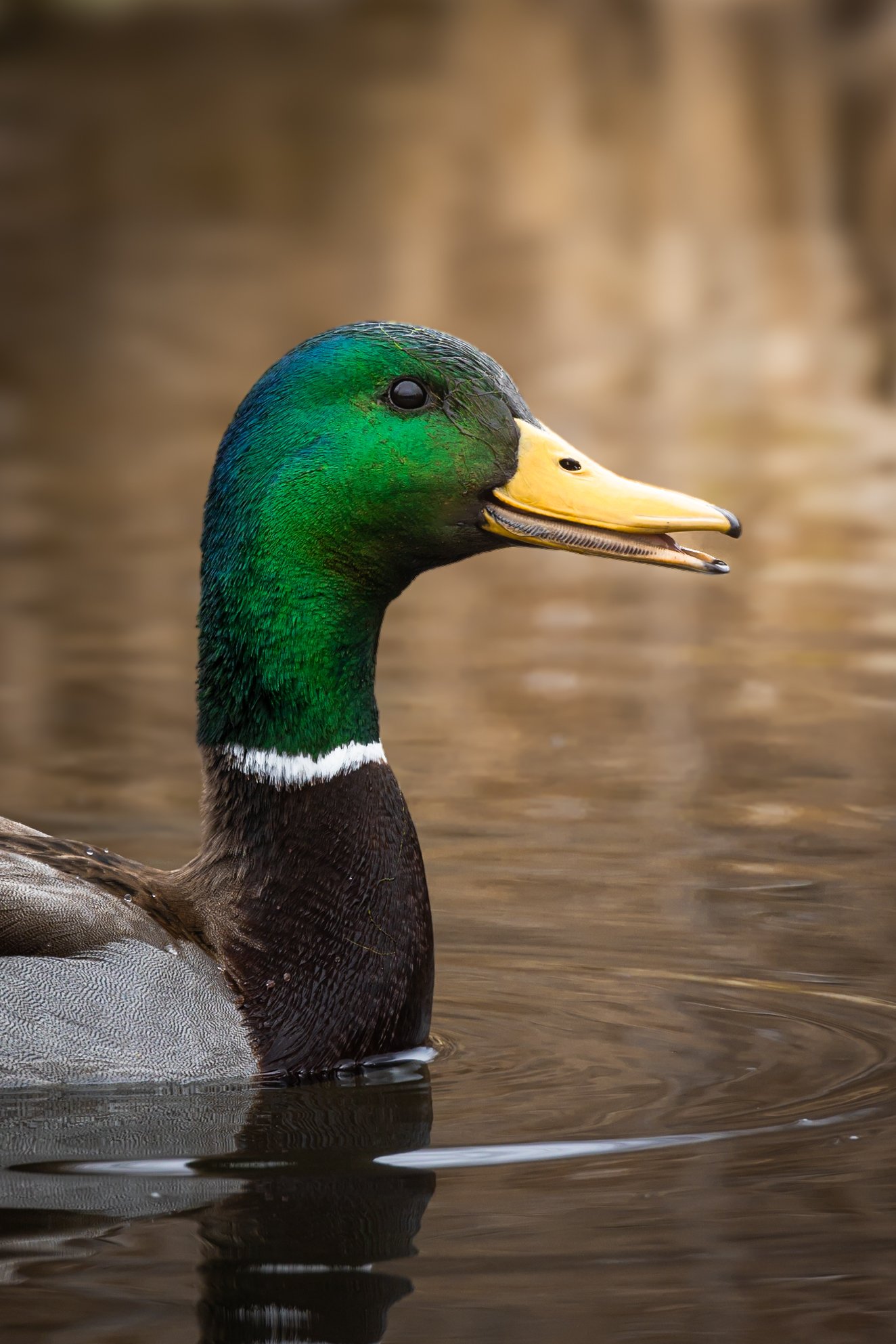 Close-up of a male mallard duck with a green head, yellow bill, and brown body, swimming in water.