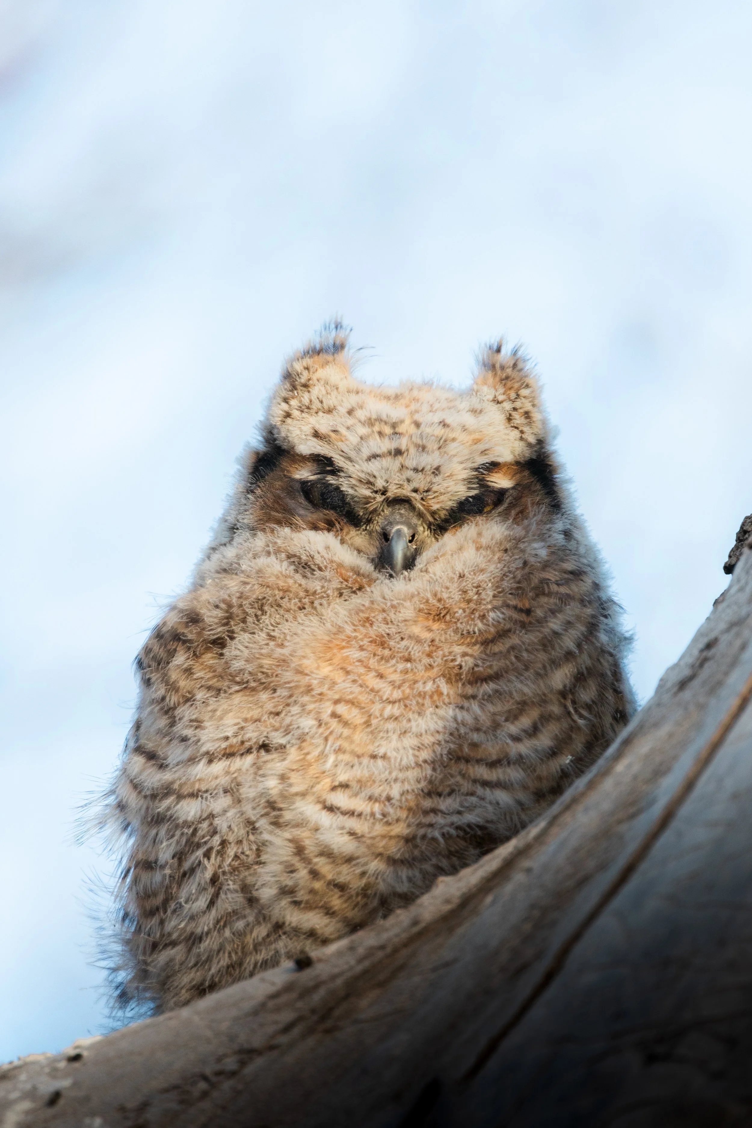 A close-up of a fluffy owl perched on a tree branch, with its eyes closed and one wing covering part of its face, against a blue sky background.