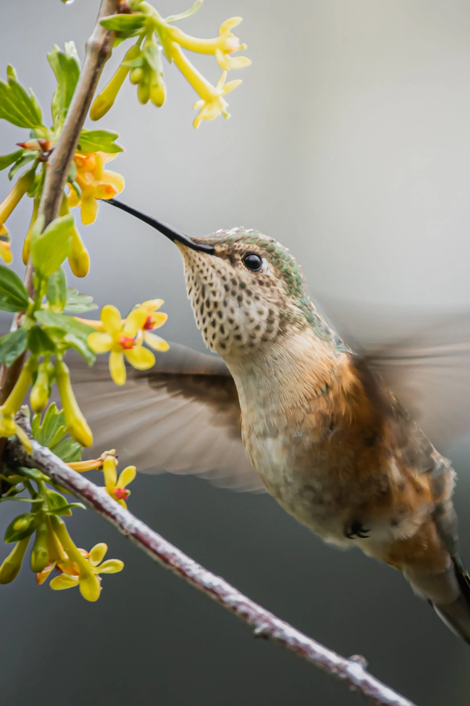 A hummingbird feeding on yellow flowers from a branch.