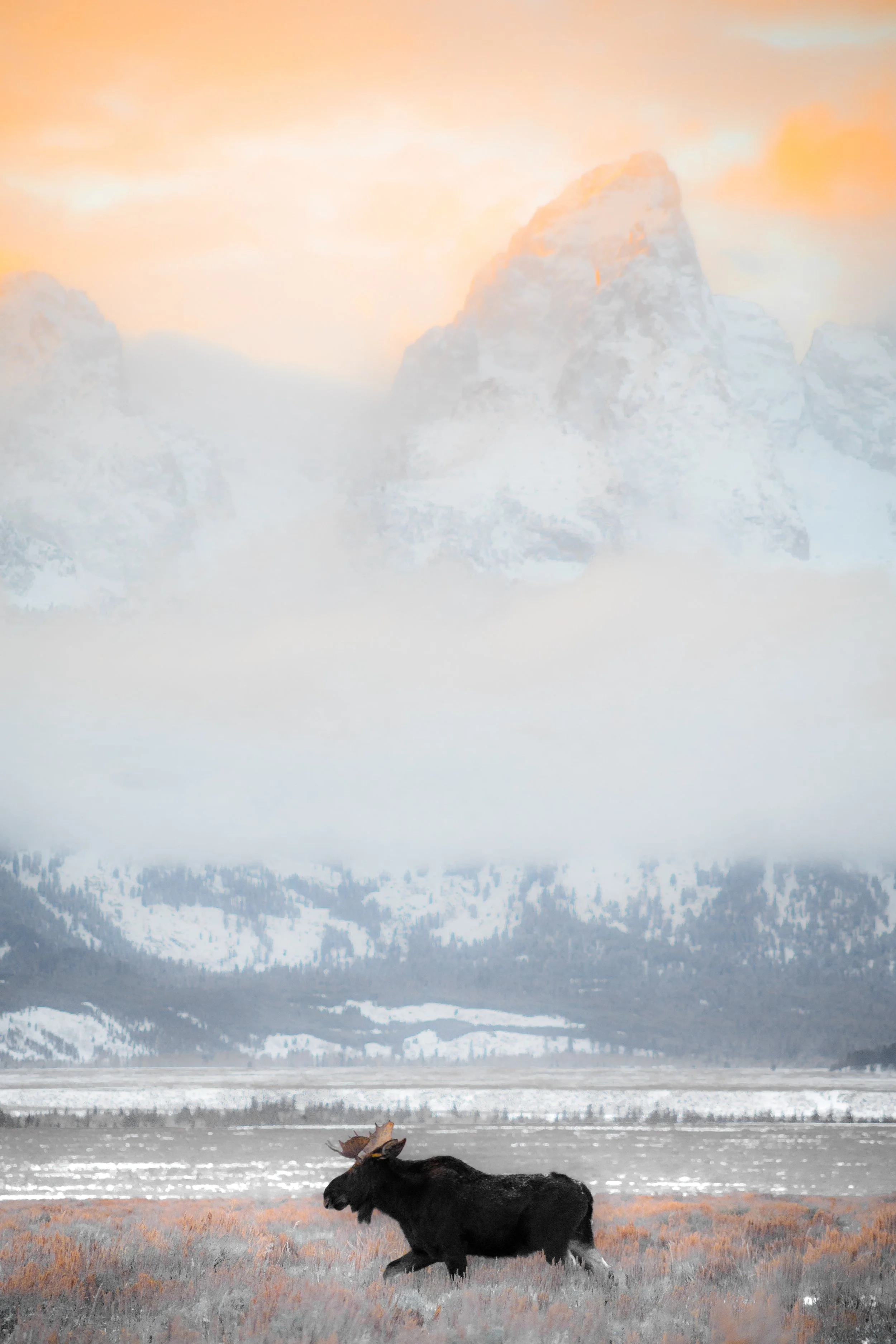 A moose walking through a grassy field with snow-capped mountains and a colorful, cloudy sky in the background.