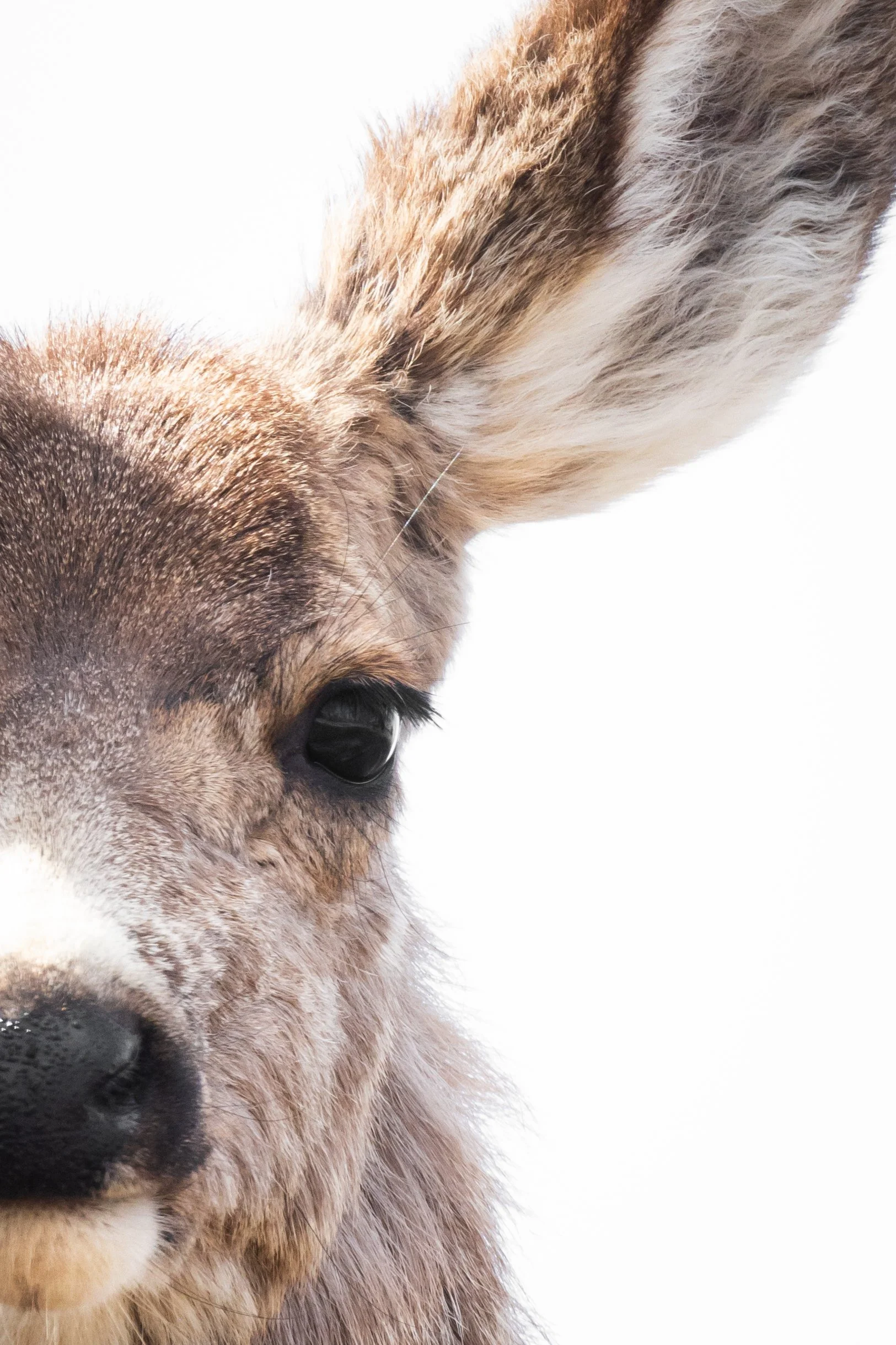 Close-up of a dog’s face, showing one eye, part of the nose, and an upright ear, against a white background.