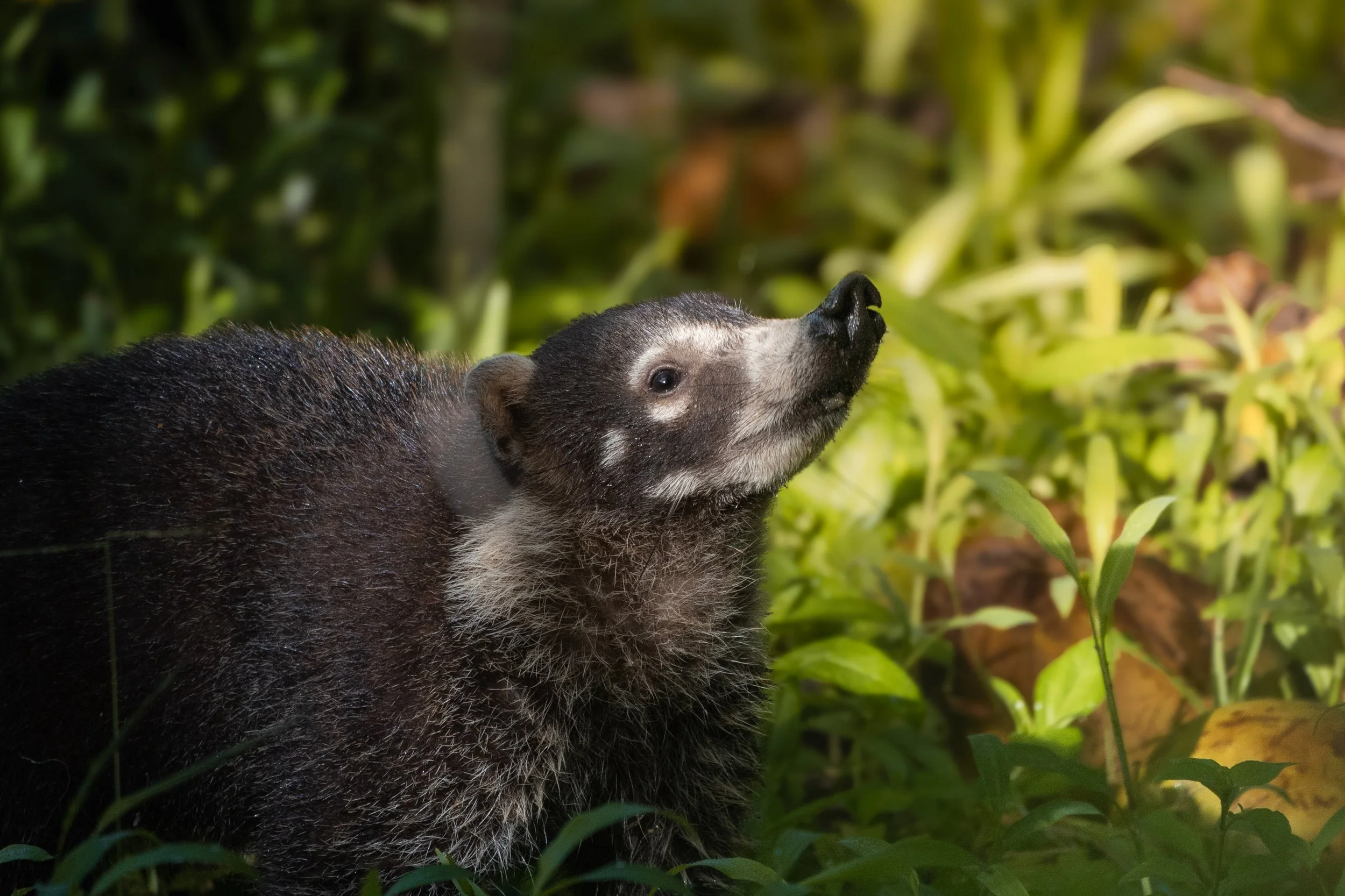 Wild otter in a lush green forest, looking upwards.