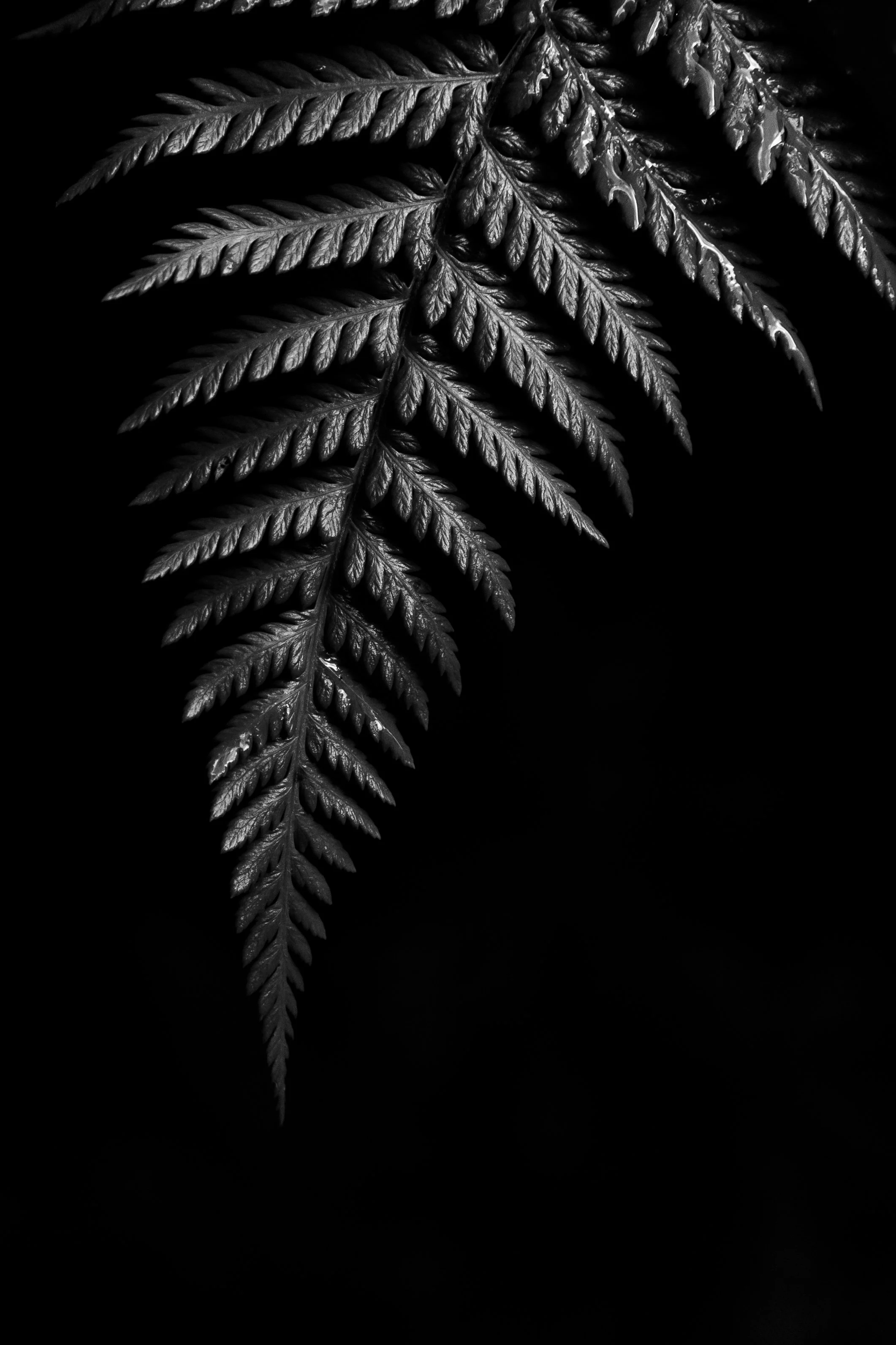 Black and white close-up of a fern leaf on a dark background.