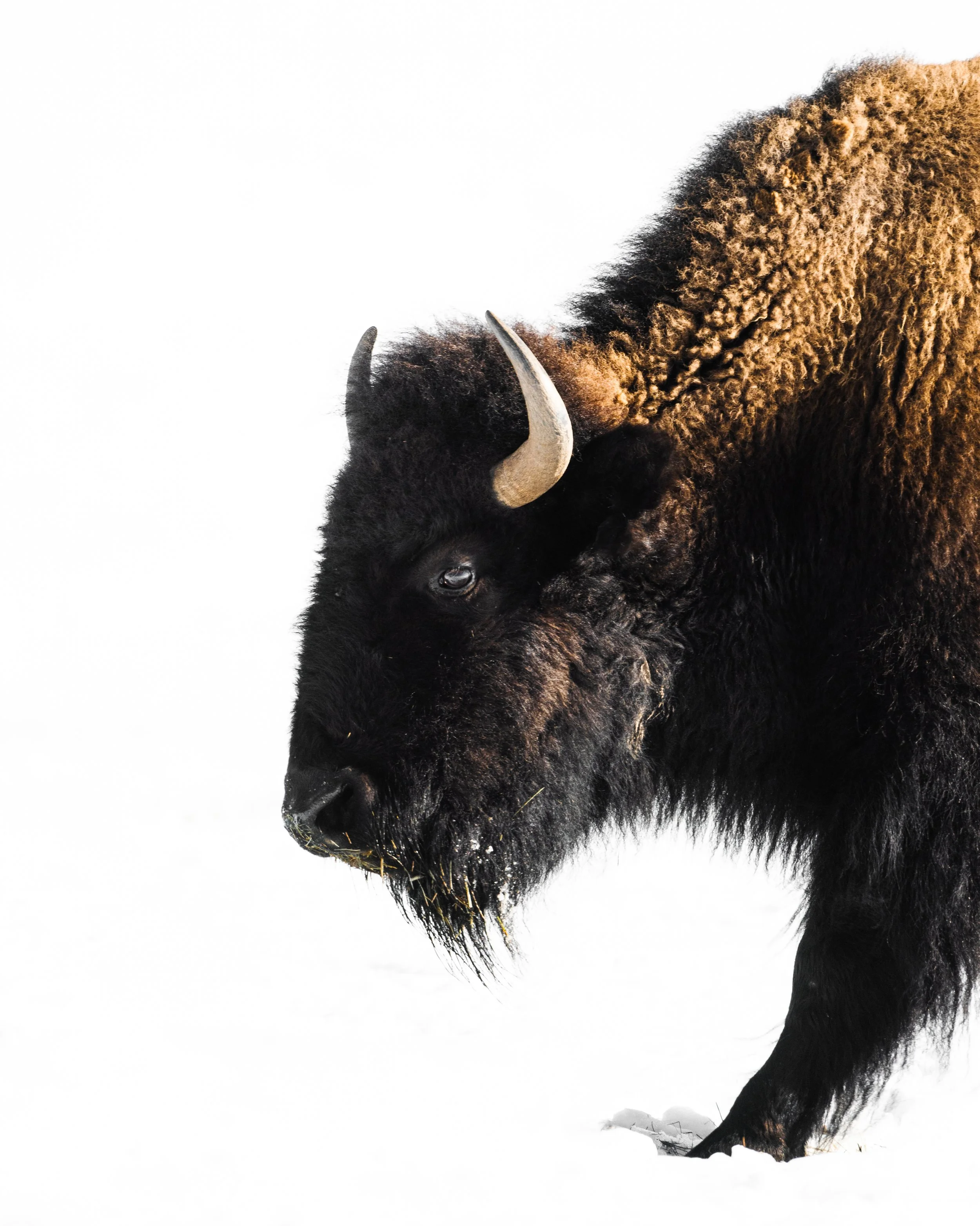 Close-up of a bison standing in snow, facing left, with a white background